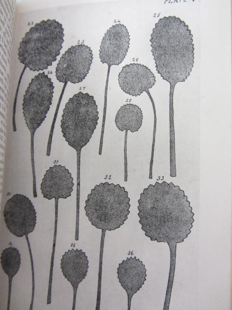 Flora of County Kerry. Inscribed by the Author (1916) - Image 5