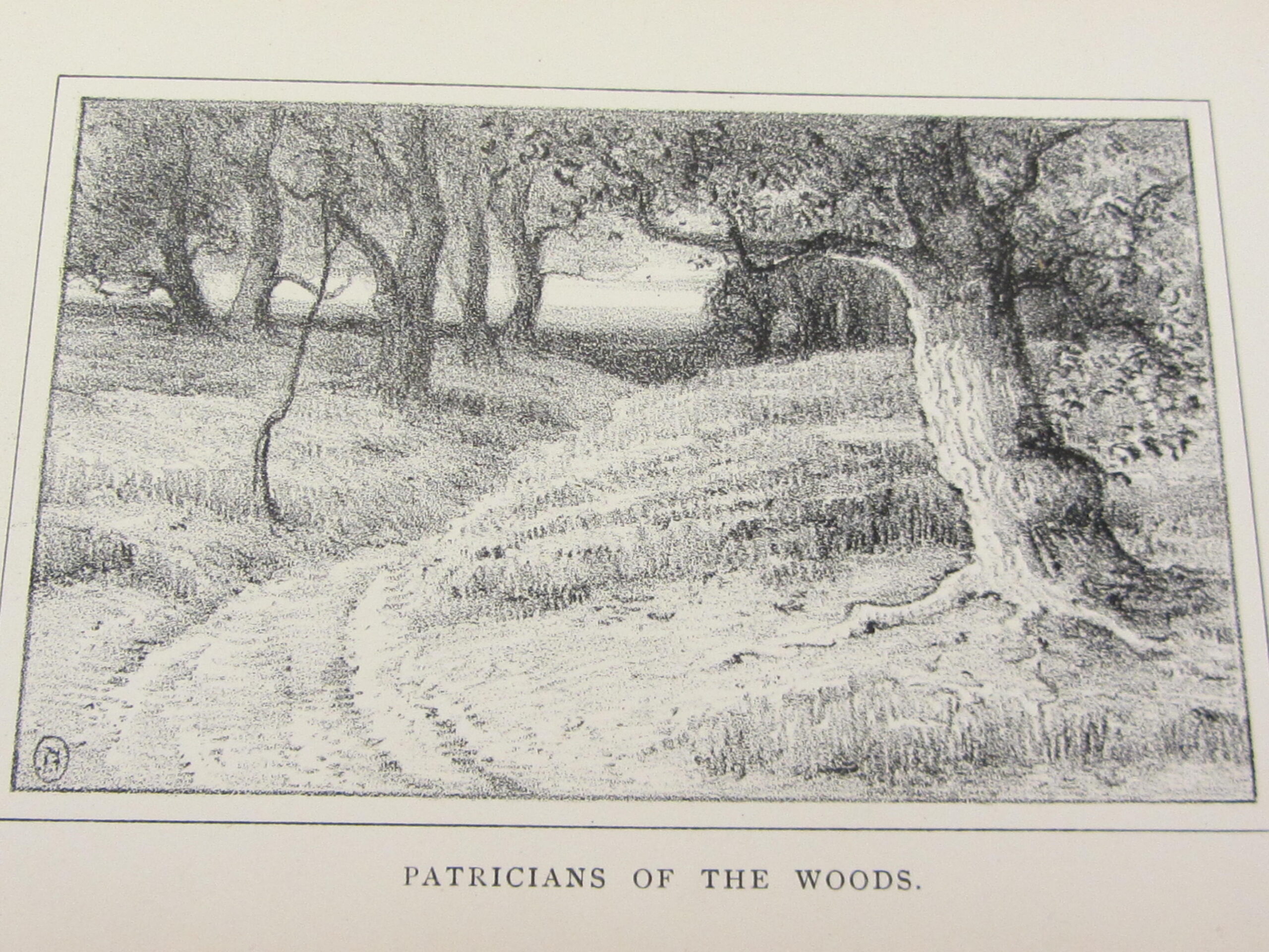 Kathleen O'Leovan. A Fantasy (1896) - Image 3