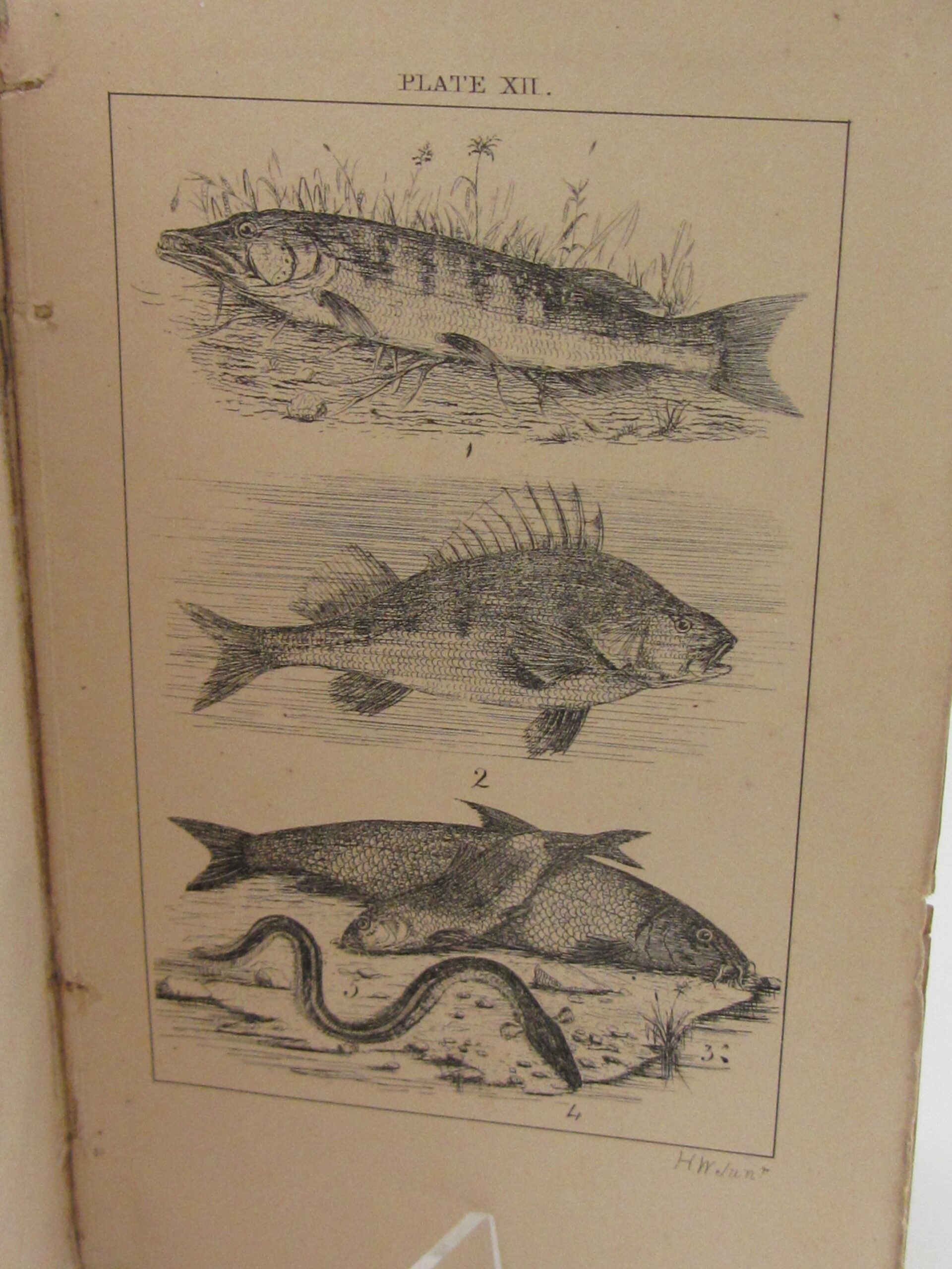 Halcyon: Or, Rod-Fishing With Fly, Minnow, & Worm (1861) - Image 9