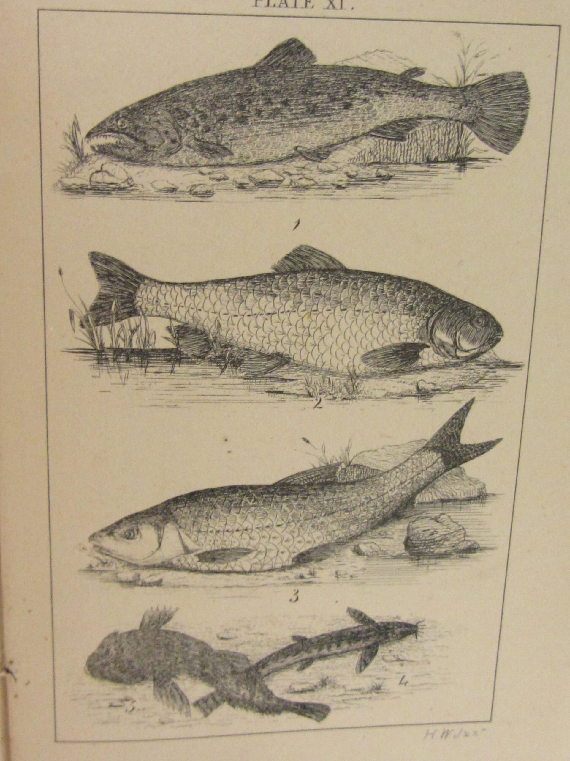 Halcyon: Or, Rod-Fishing With Fly, Minnow, & Worm (1861) - Image 10