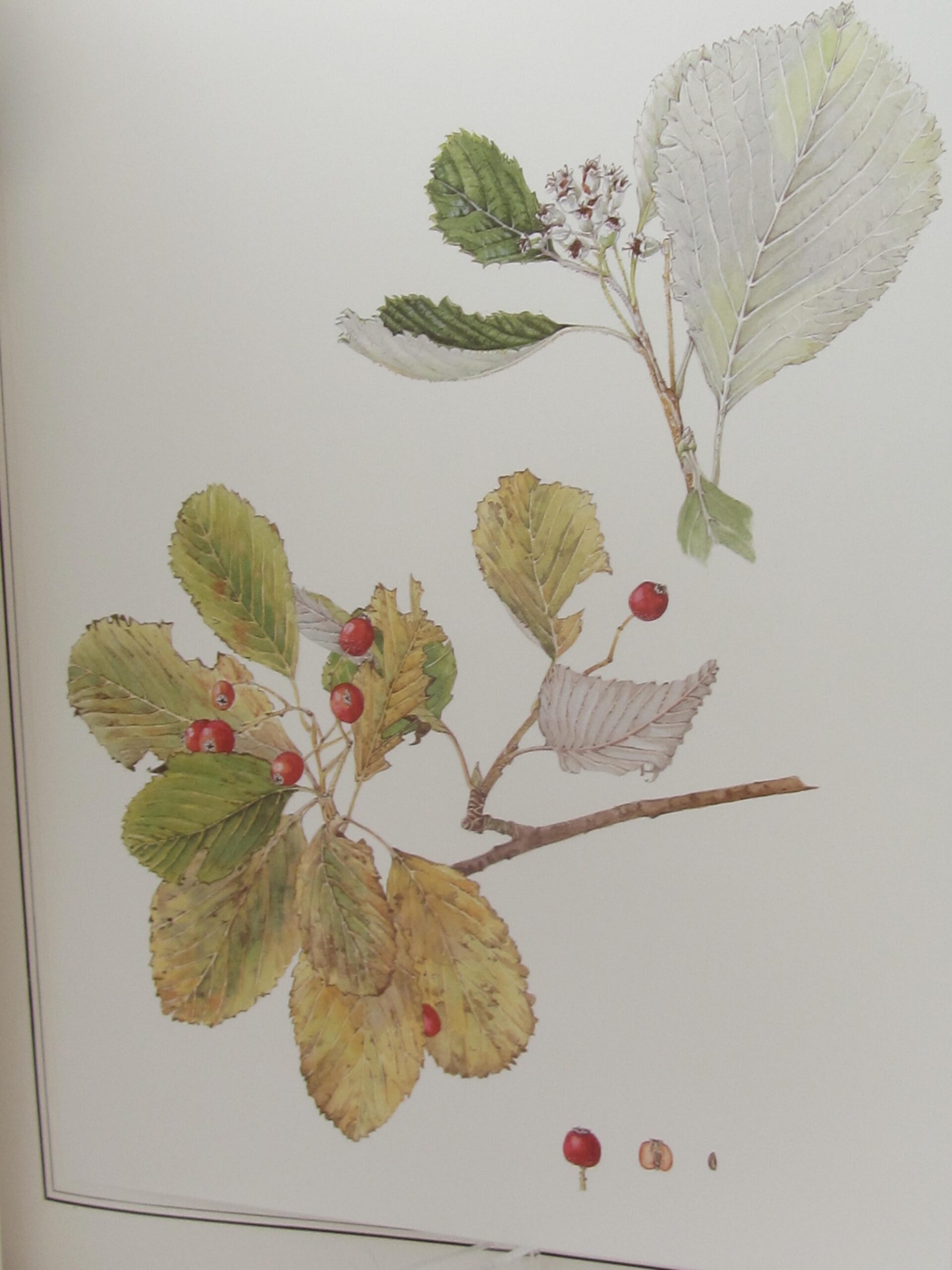 An Irish Florilegium. Volumes 1 & 2 (1983-1987) - Image 4