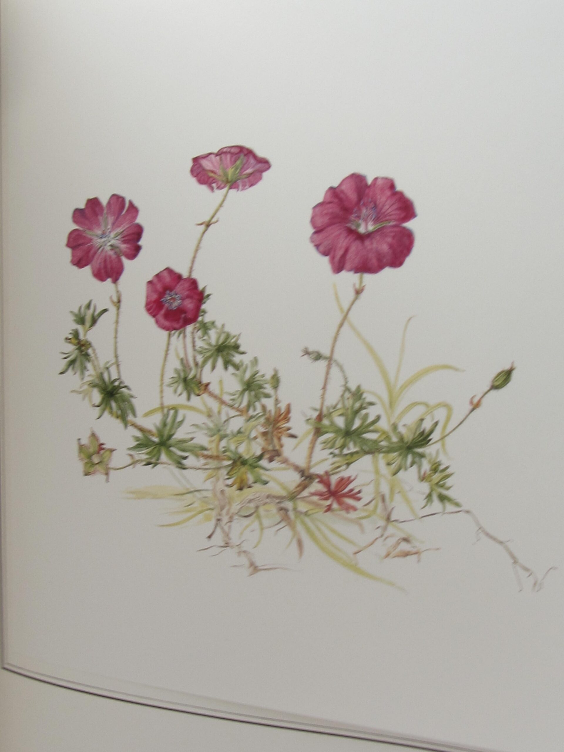 An Irish Florilegium. Volumes 1 & 2 (1983-1987) - Image 5
