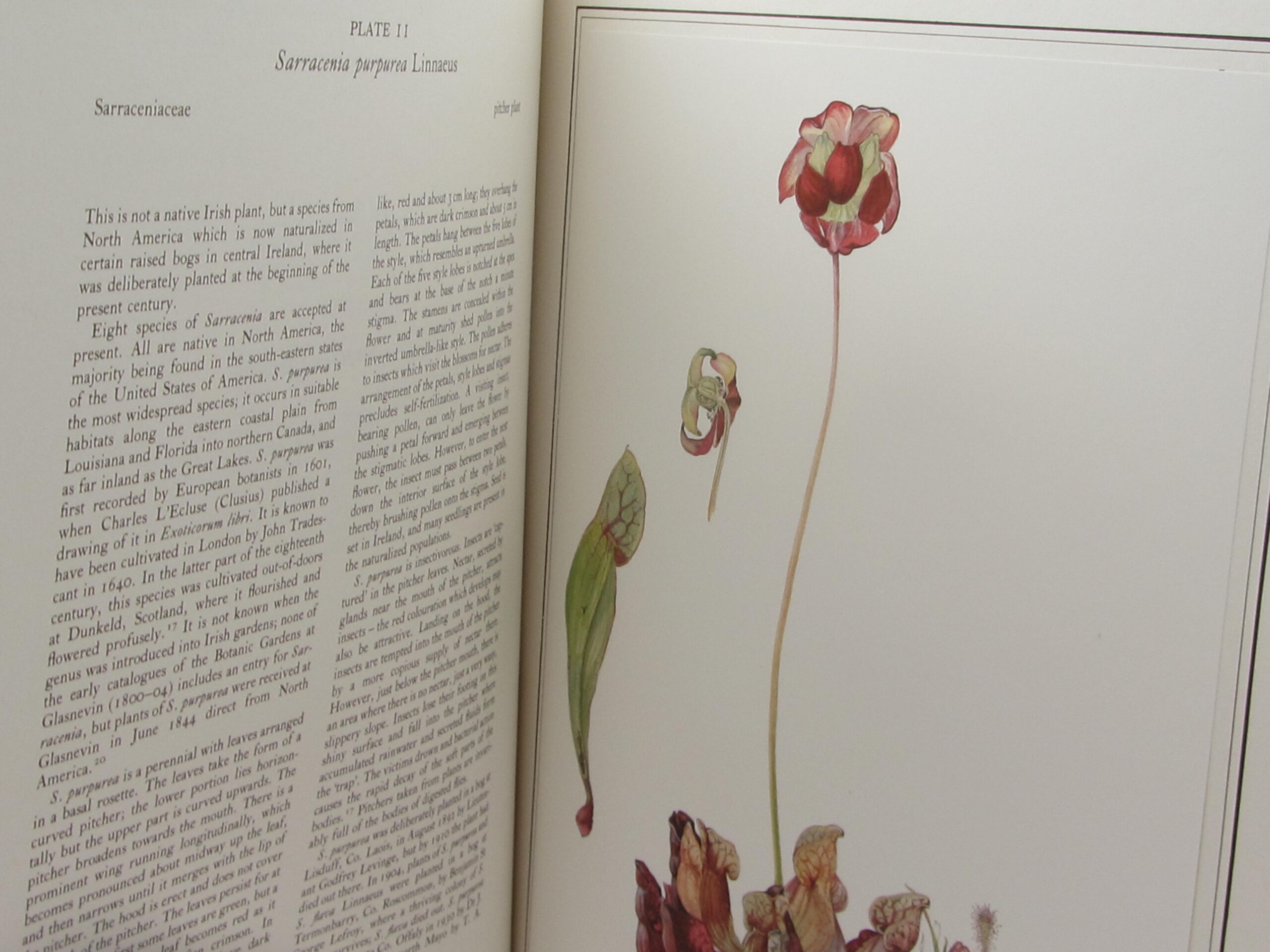 An Irish Florilegium. Volumes 1 & 2 (1983-1987) - Image 6