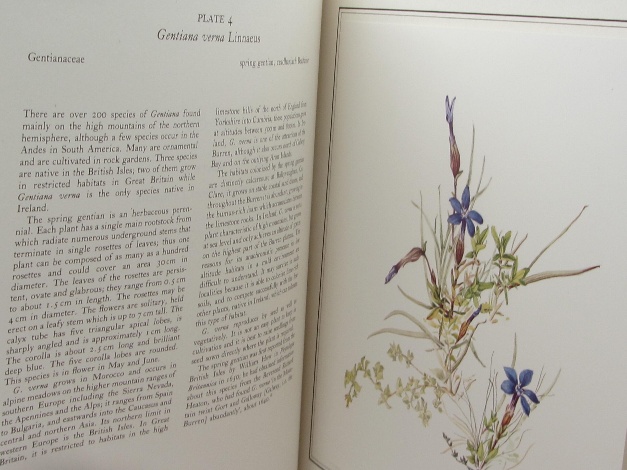 An Irish Florilegium. Volumes 1 & 2 (1983-1987) - Image 7