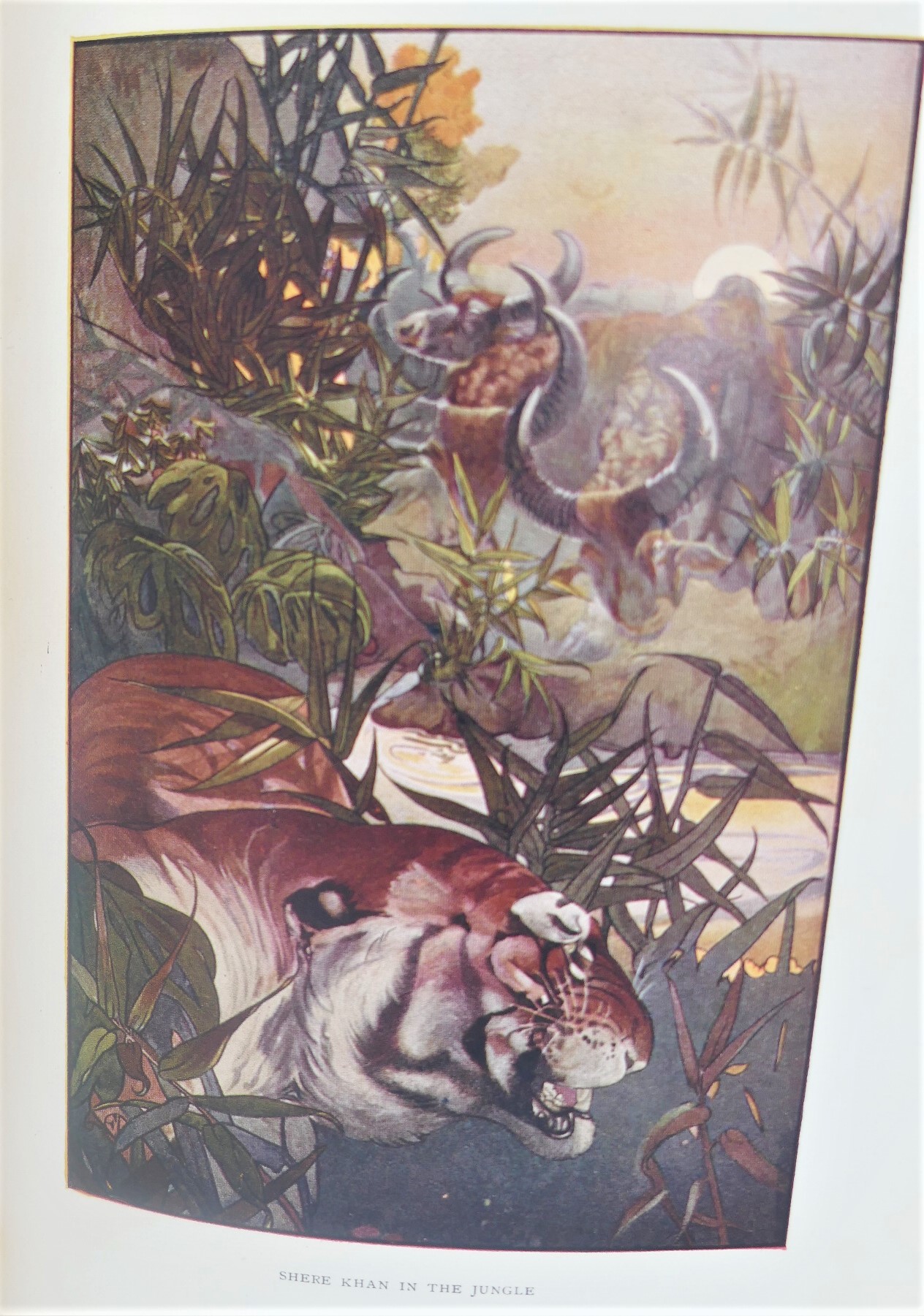 The Jungle Book. Illustrated by M. & E. Detmold (1922) - Image 6