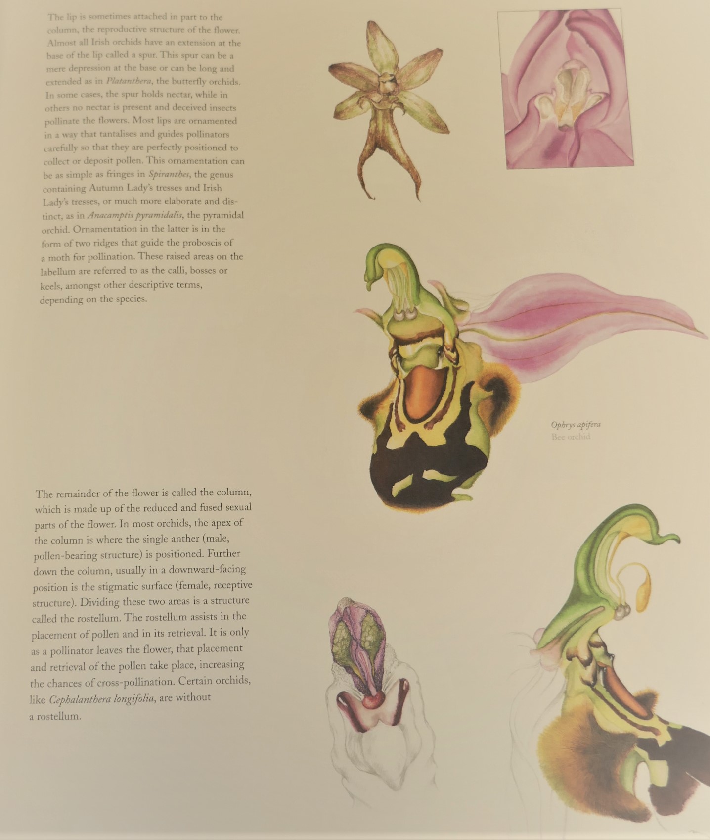 Ireland's Wild Orchids. Limited Signed Edition (2004) - Image 4