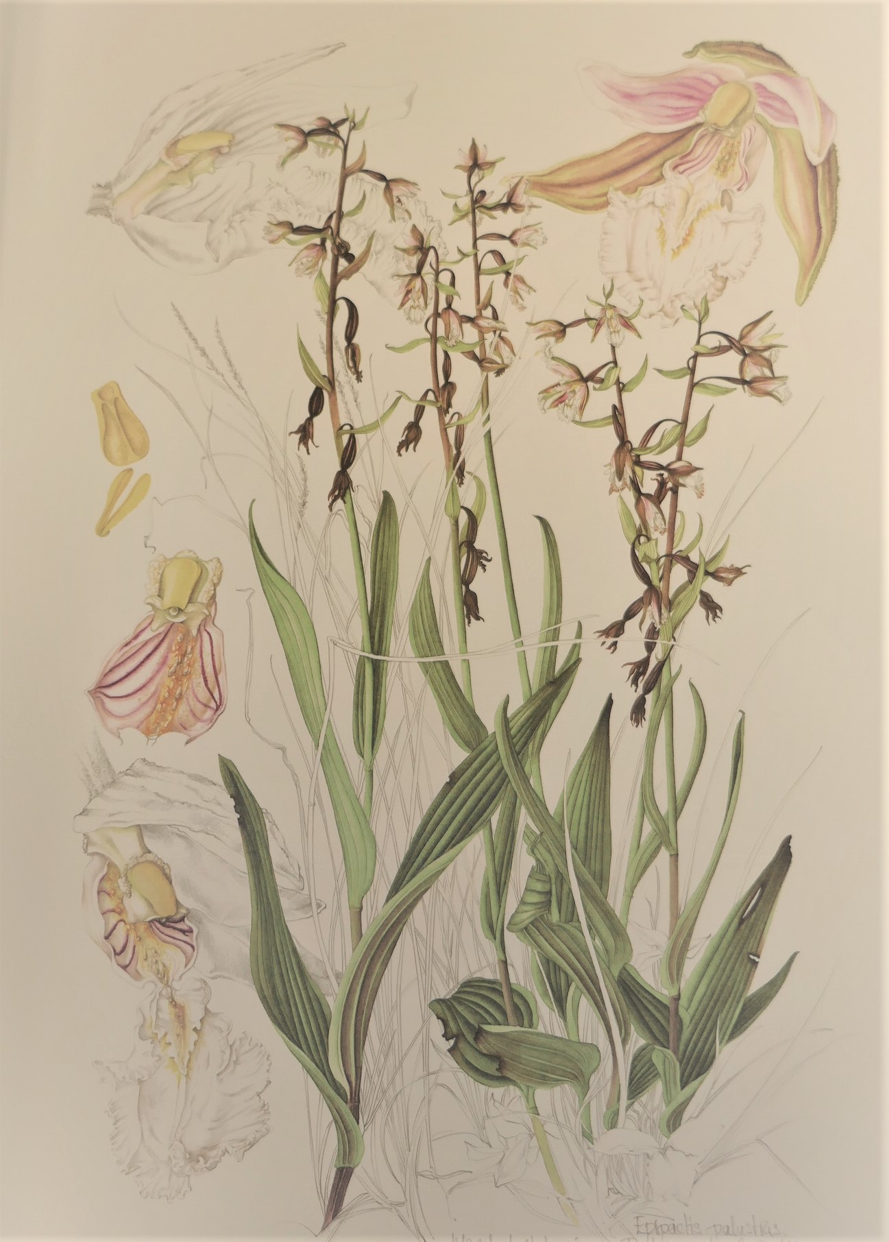 Ireland's Wild Orchids. Limited Signed Edition (2004) - Image 5