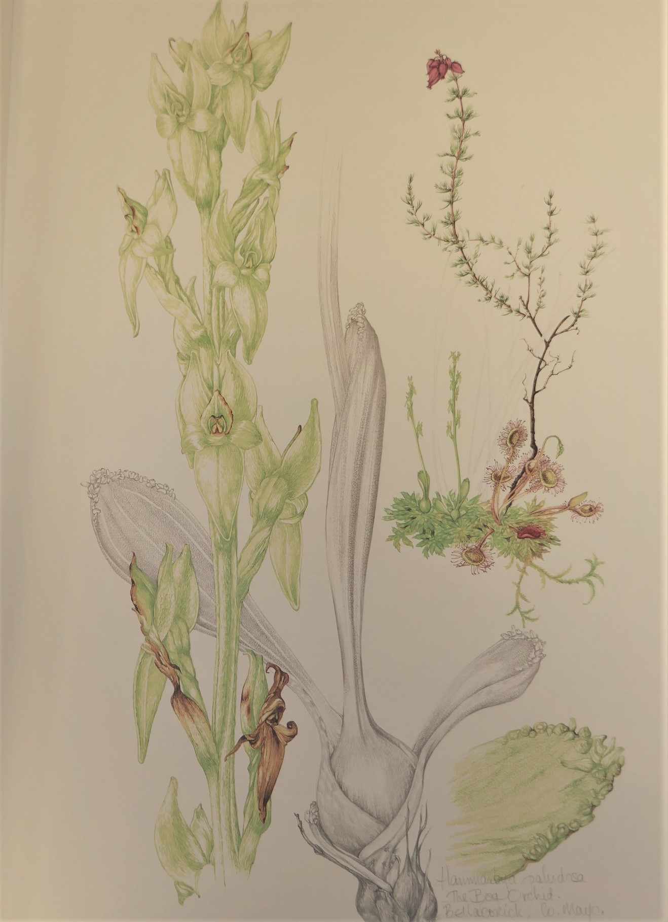Ireland's Wild Orchids. Limited Signed Edition (2004) - Image 6