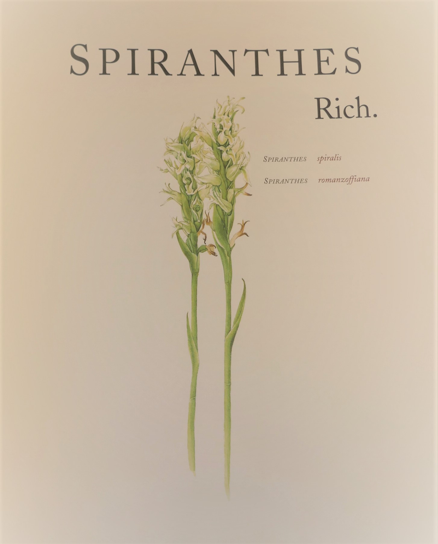 Ireland's Wild Orchids. Limited Signed Edition (2004) - Image 7