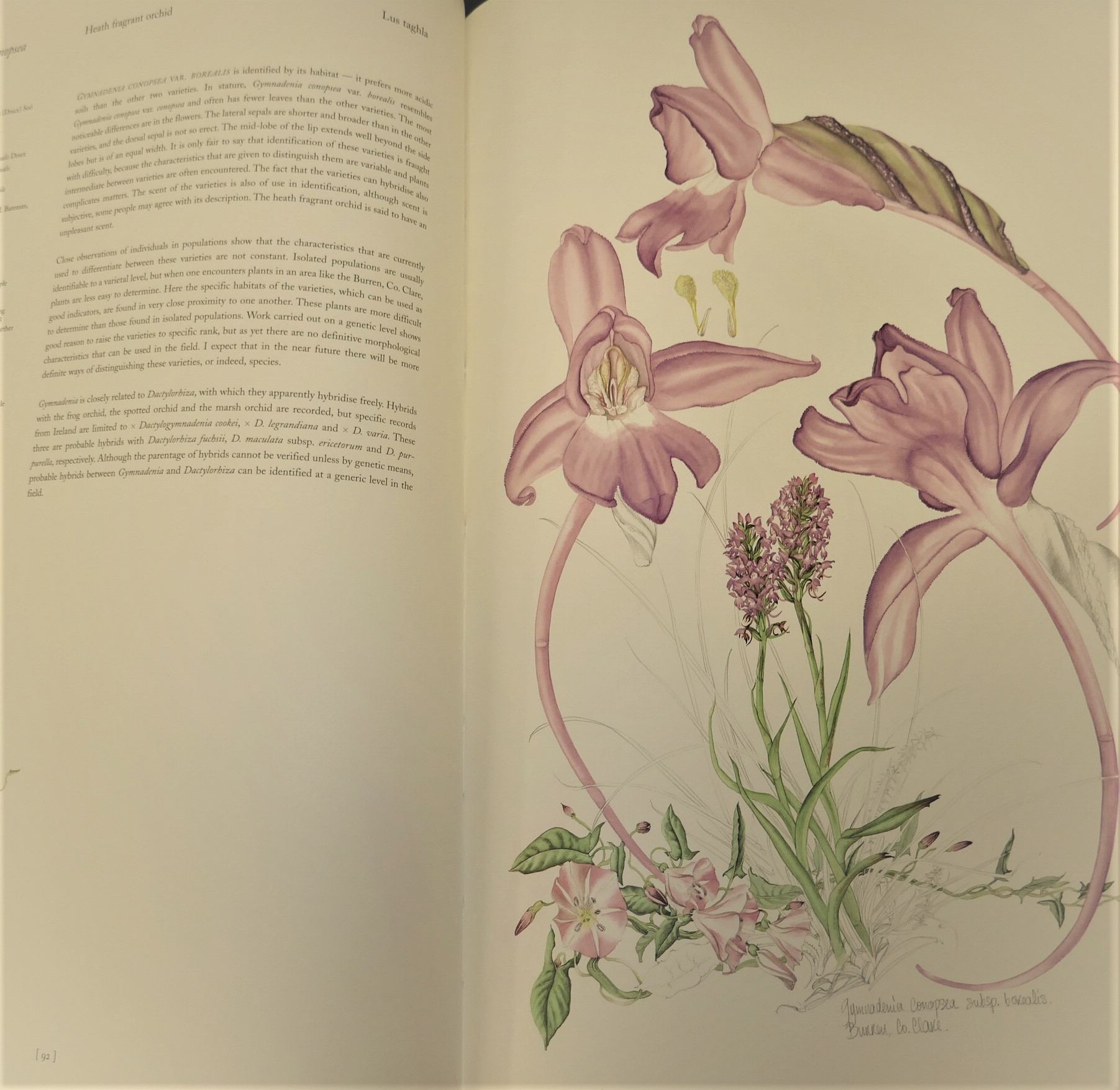 Ireland's Wild Orchids. Limited Signed Edition (2004) - Image 8