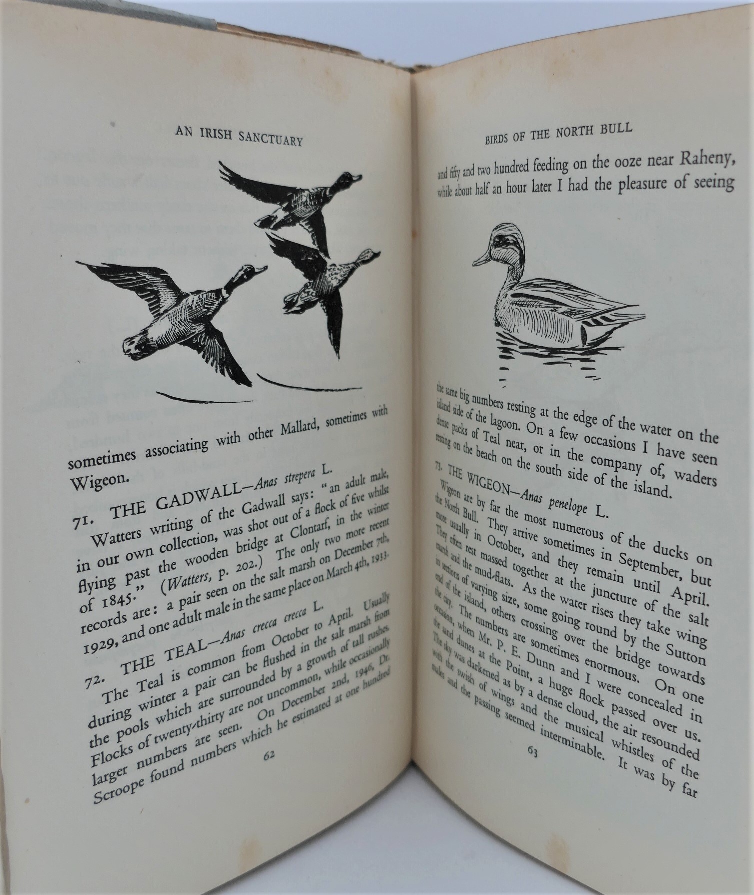 An Irish Sanctuary. Birds of the North Bull (1953) - Image 3