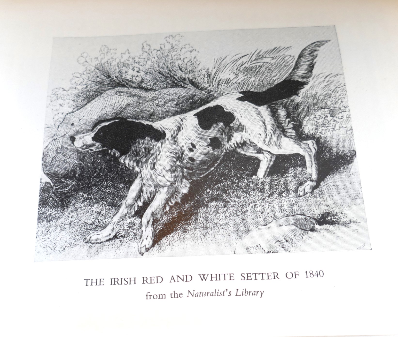 The Dogs of Ireland. Inscribed by the Author (1949) - Image 5