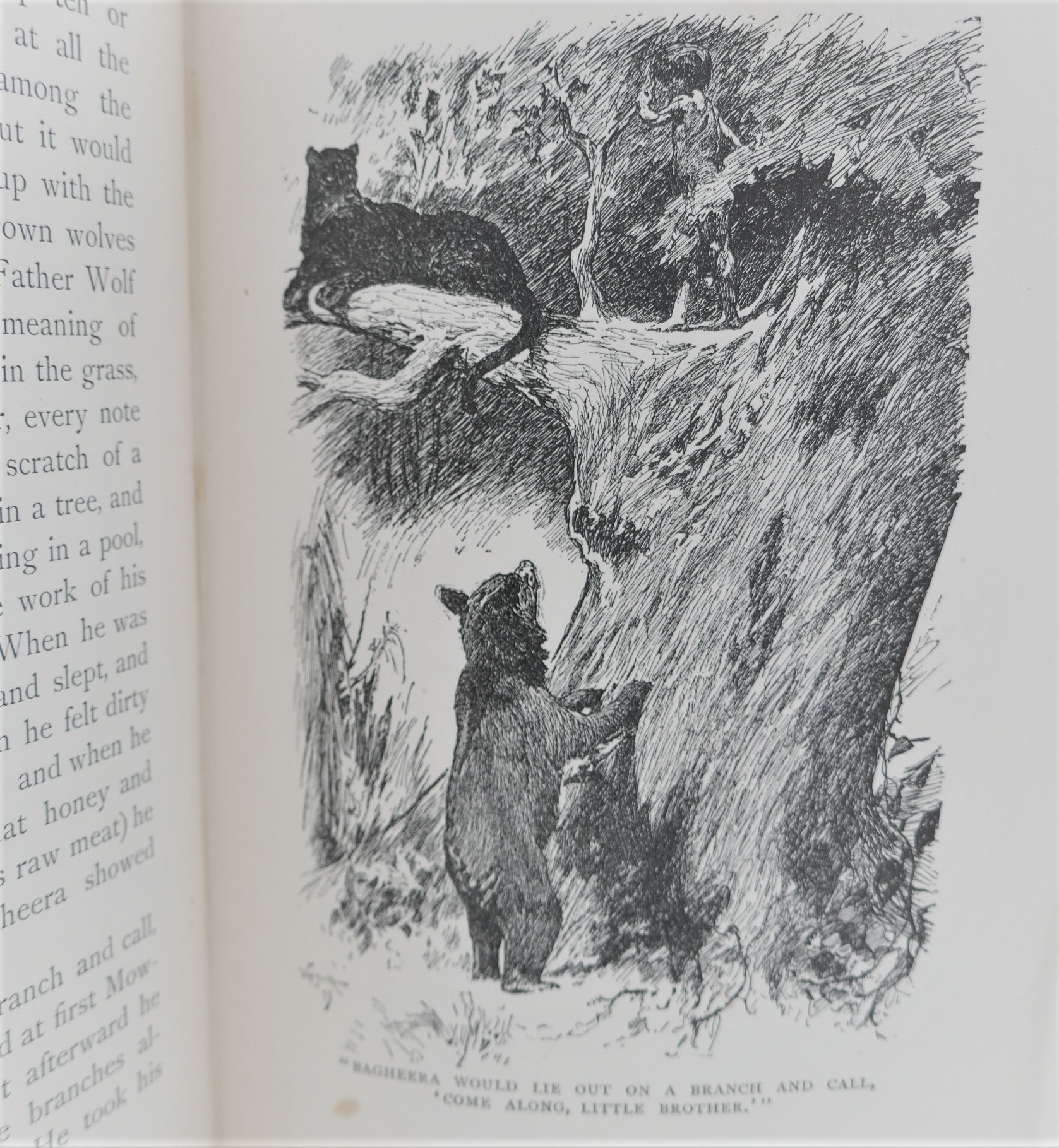 Jungle Book. First American Edition (1894) - Image 4