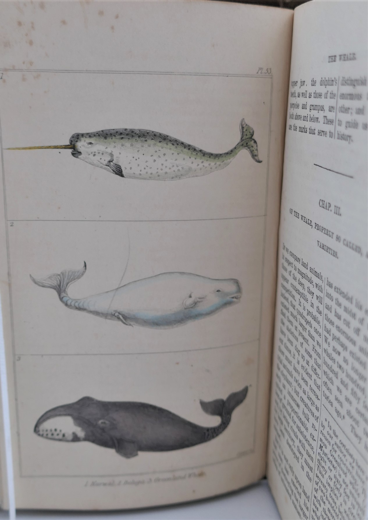 Goldsmith's History of Animated Nature (1839) - Image 8