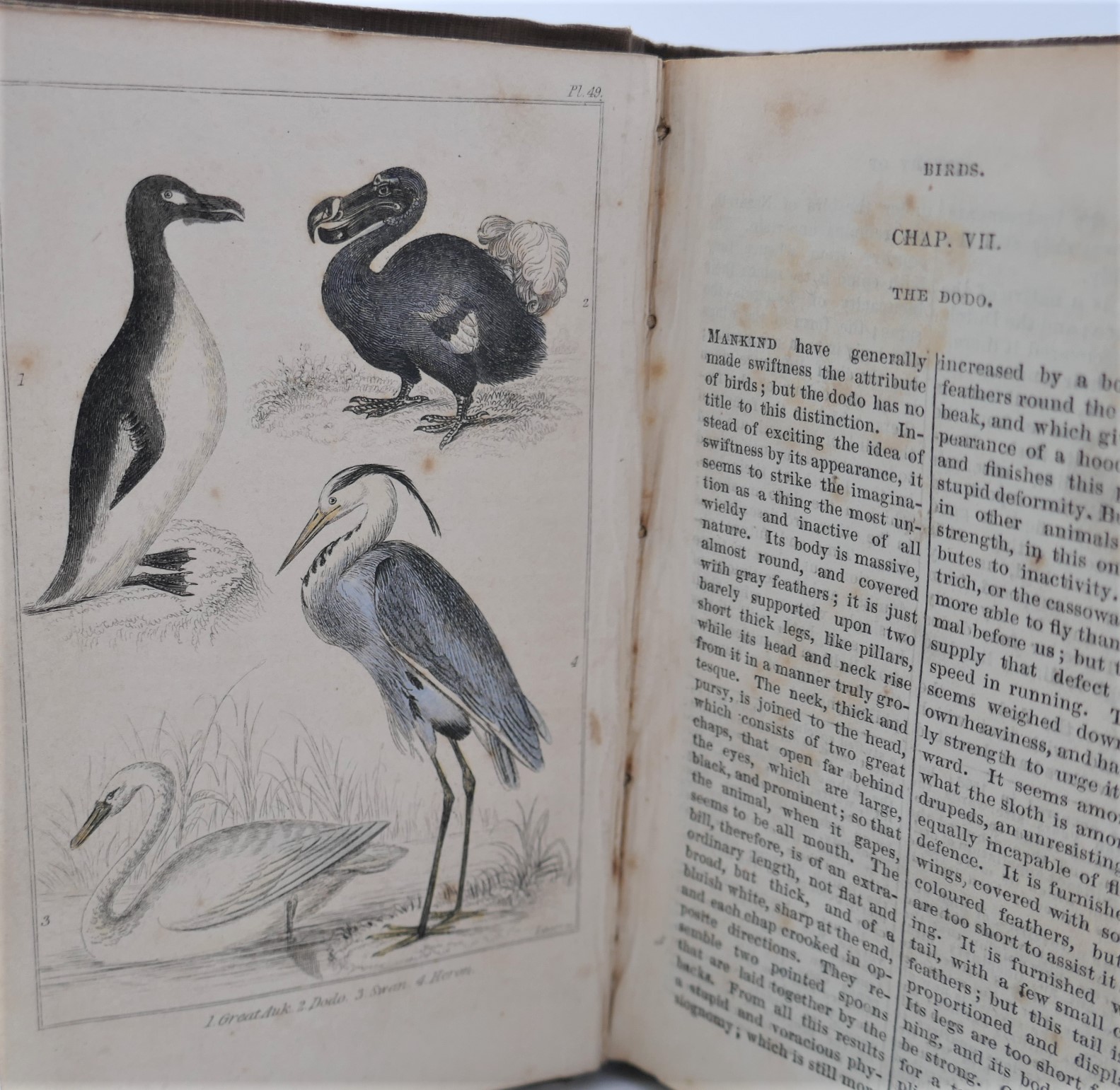 Goldsmith's History of Animated Nature (1839) - Image 9