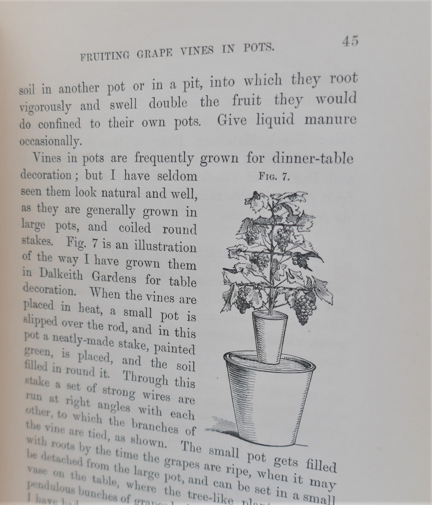 Practical Treatise on The Grape Vine (1879) - Image 4