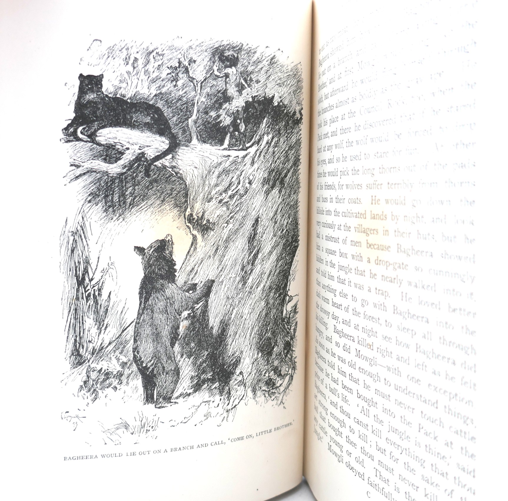 The Jungle Book and The Second Jungle Book (1894-1895) - Image 13