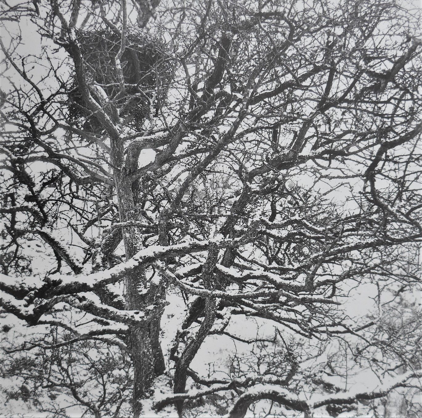 Sweeney's Flight. Photographs by Rachel Gies (1992) - Image 5