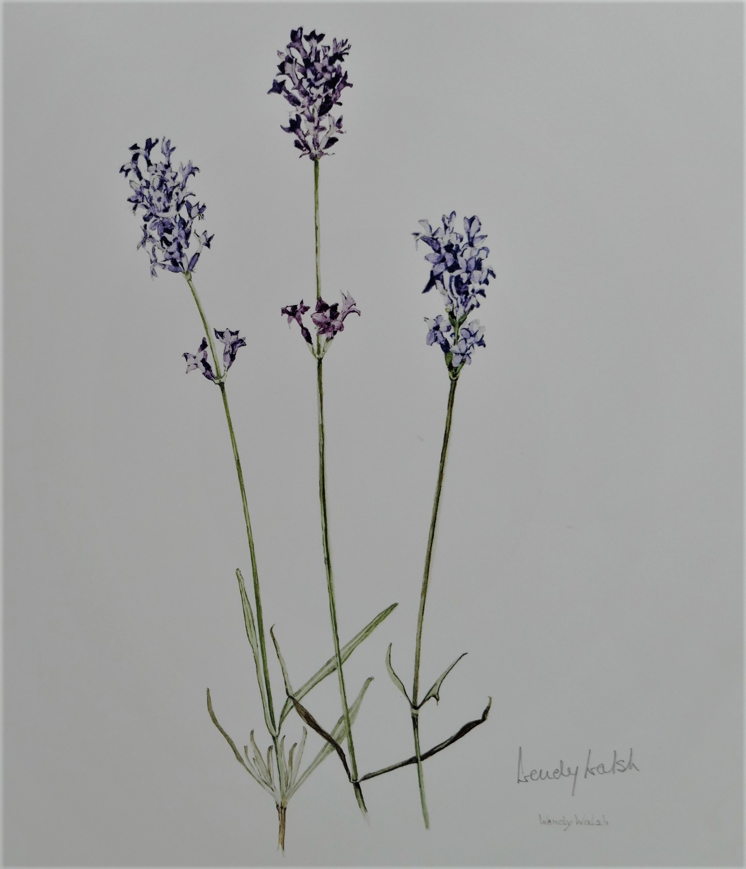 Wendy Walsh A Lifetime of Painting. One of 24 Reserved for Patrons (2007) - Image 3