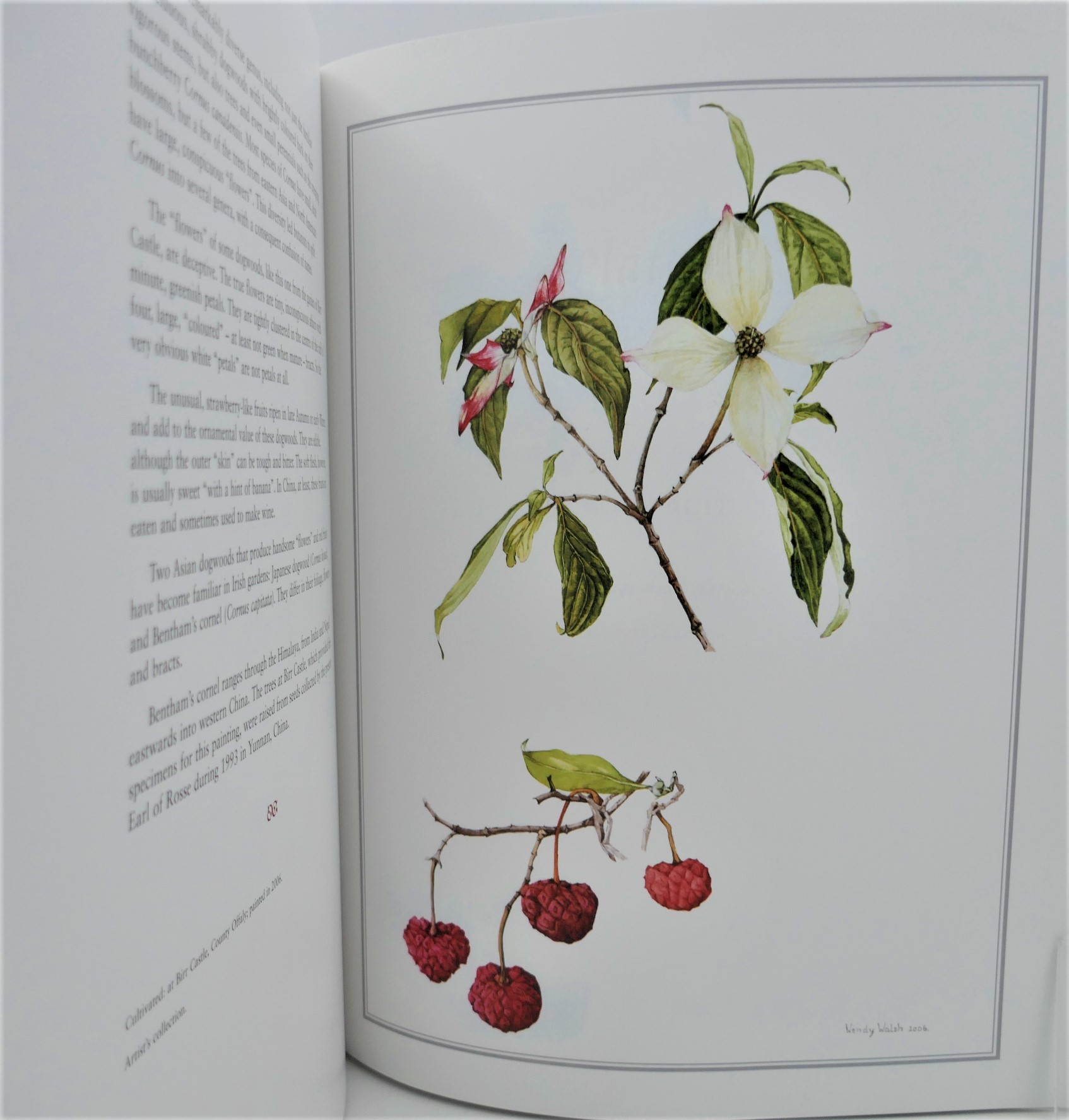 Wendy Walsh A Lifetime of Painting. One of 24 Reserved for Patrons (2007) - Image 7