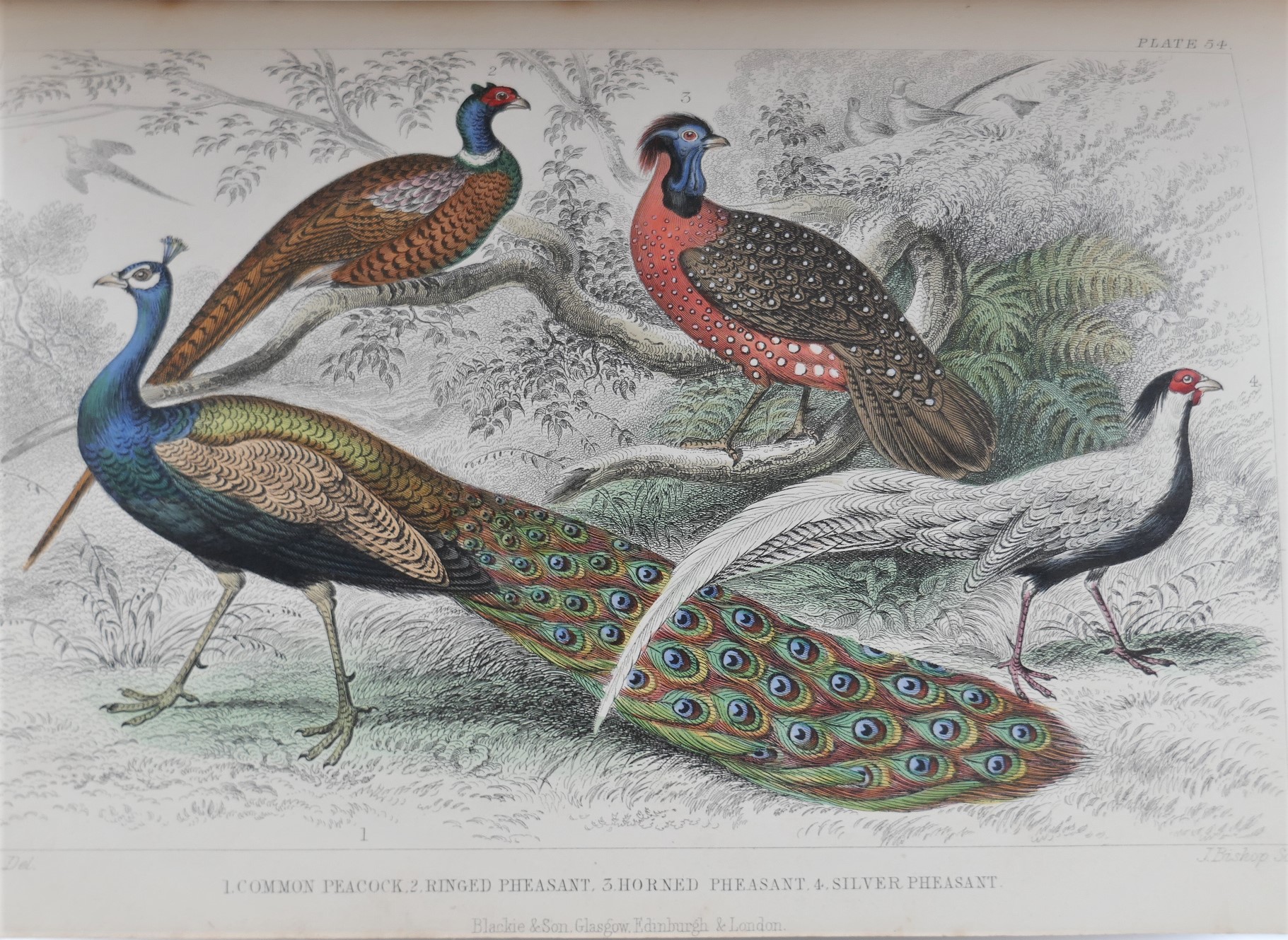 Goldsmith's History of Animated Nature. With Coloured Plates (1868) - Image 5