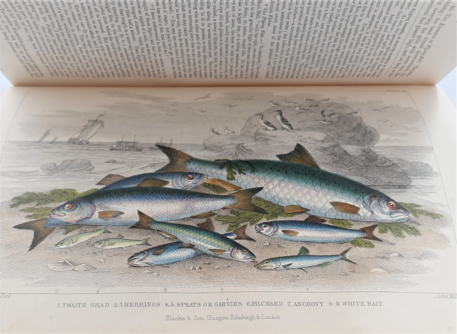 Goldsmith's History of Animated Nature. With Coloured Plates (1868) - Image 6