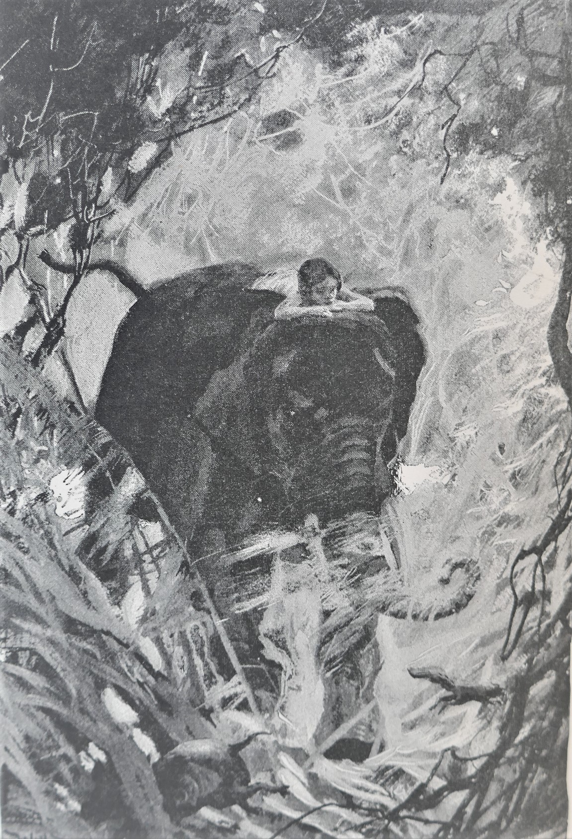 The Jungle Book & The Second Jungle Book (1894-5) - Image 4