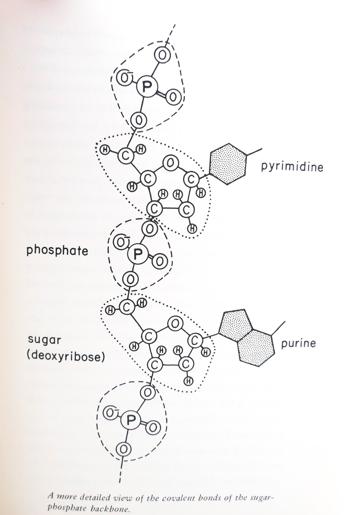 The Double Helix. First Edition (1968) - Image 3