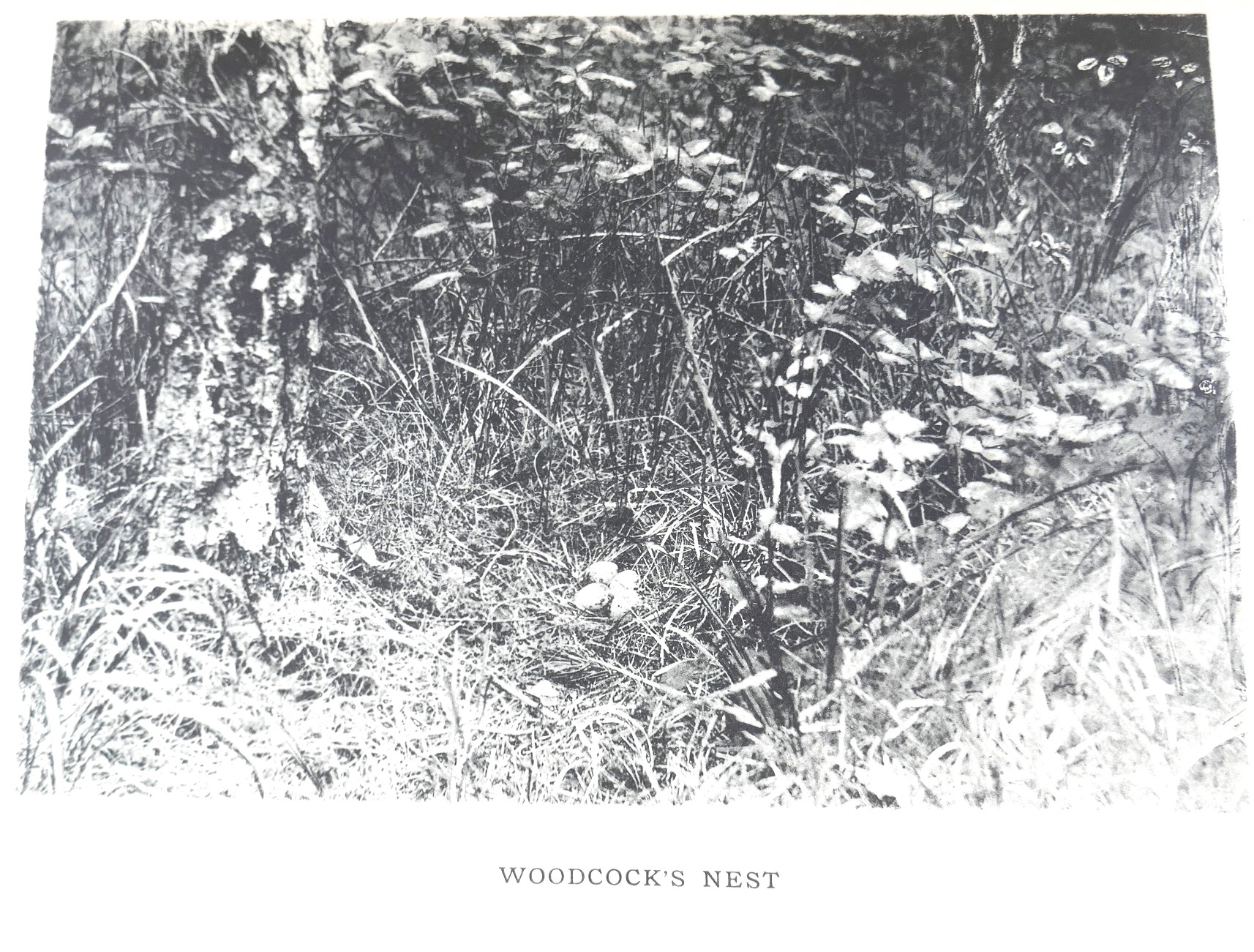 The Birds of Ireland (1900) - Image 3