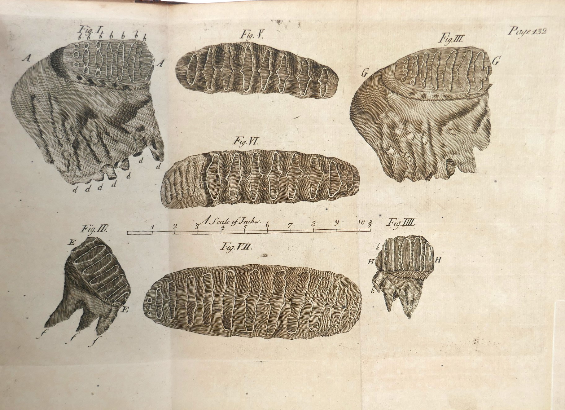 A Natural History of Ireland in Three Parts by Several Hands (1726) - Image 5