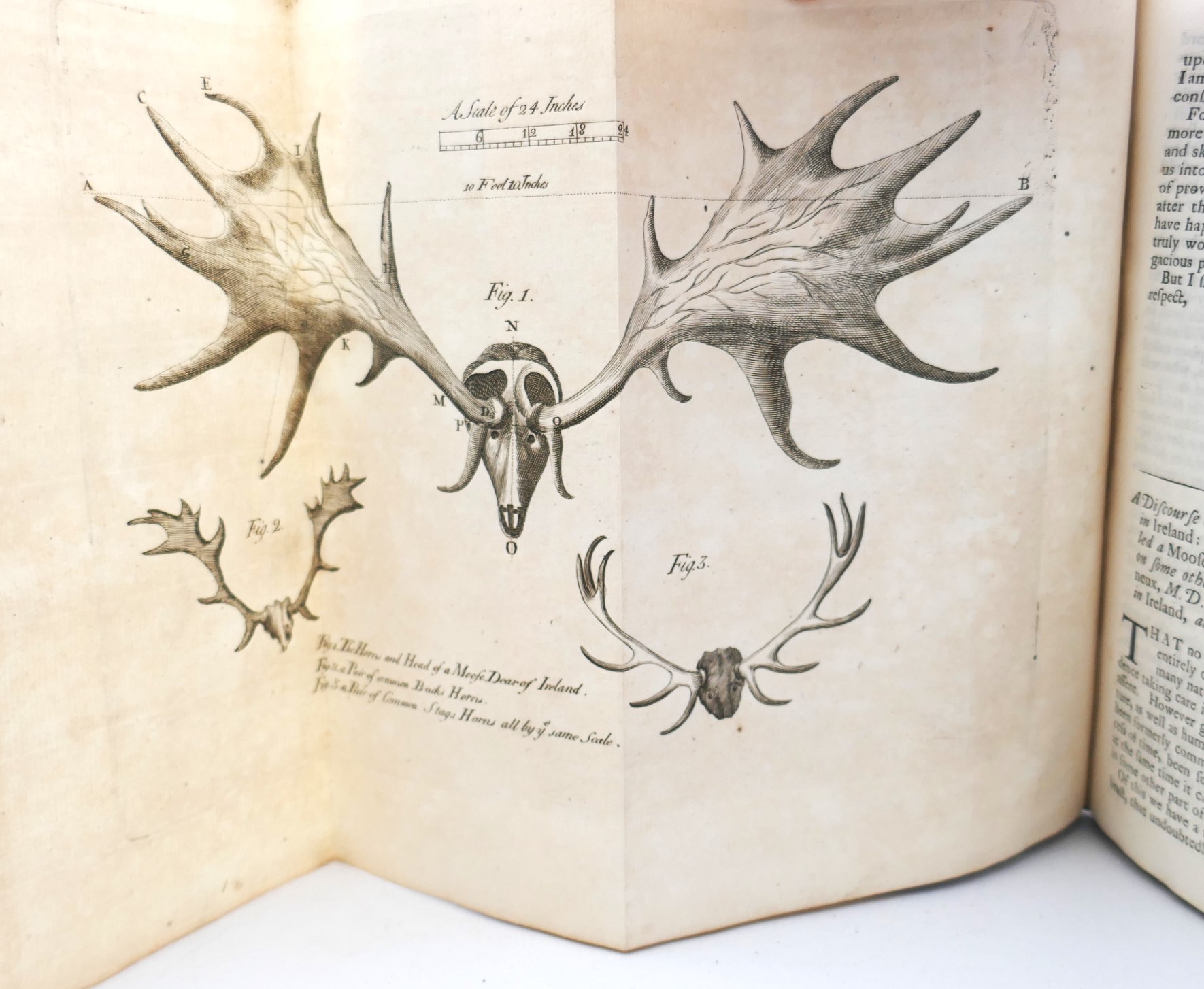 A Natural History of Ireland in Three Parts by Several Hands (1726) - Image 9