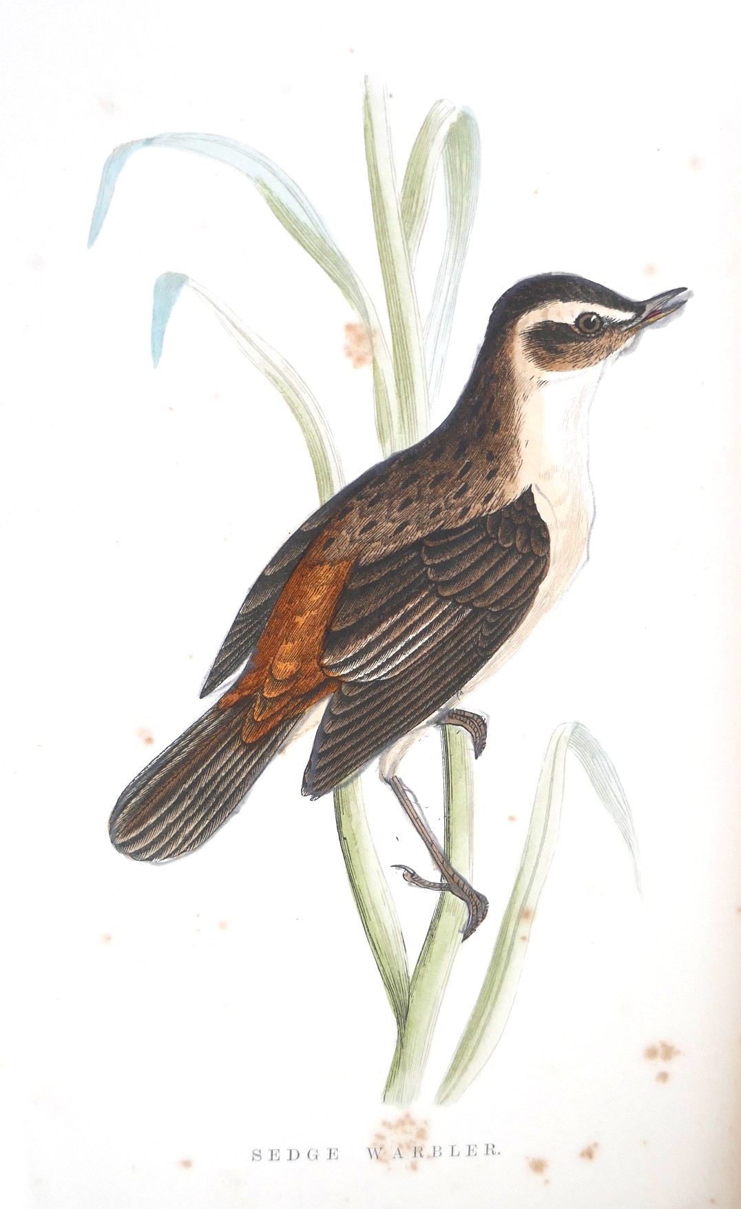 Our Irish Song Birds (1886) - Image 3
