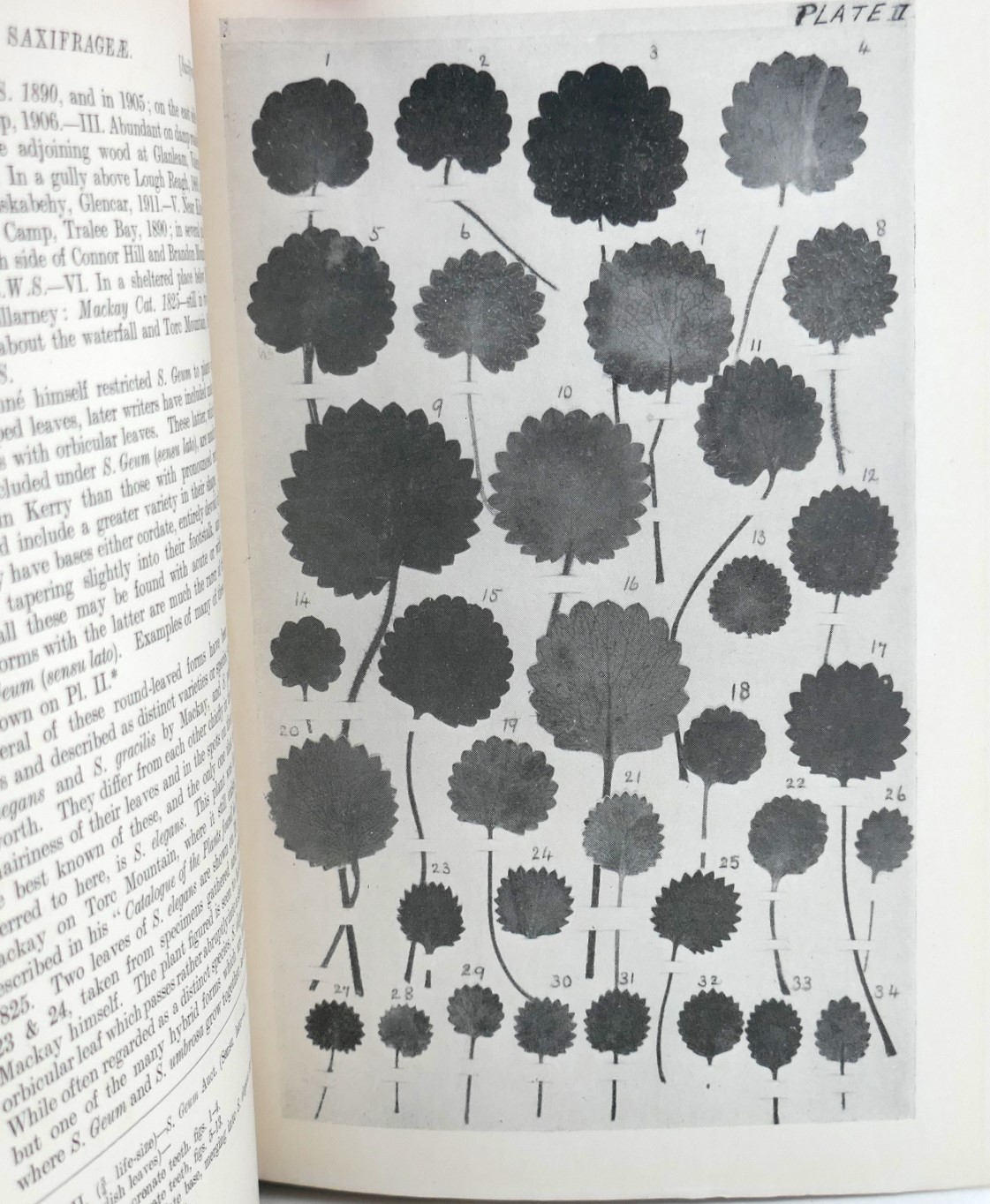 Flora of County Kerry (1916) - Image 5