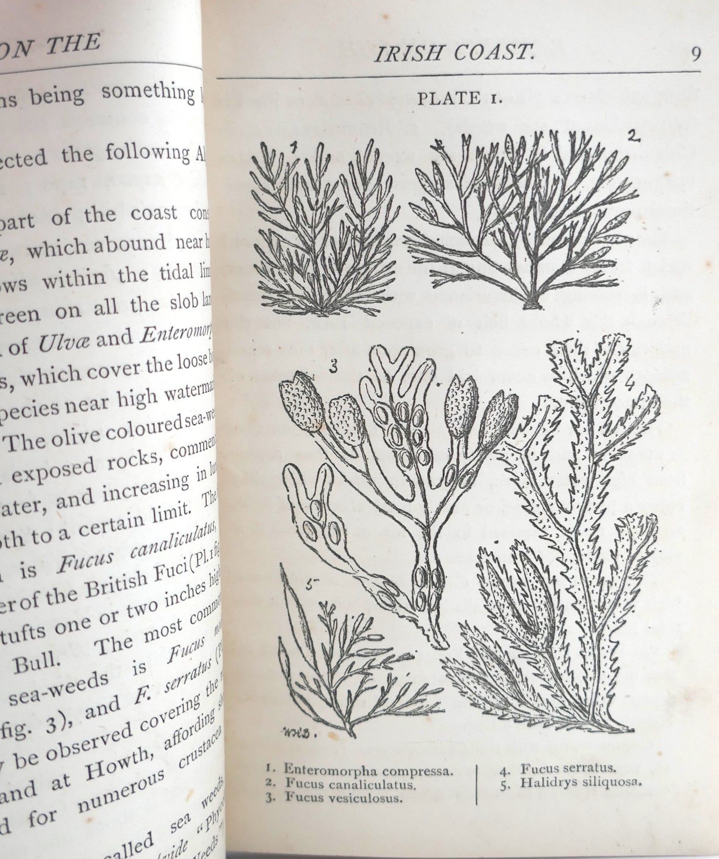 Rambles on the Irish Coast (1886) - Image 3