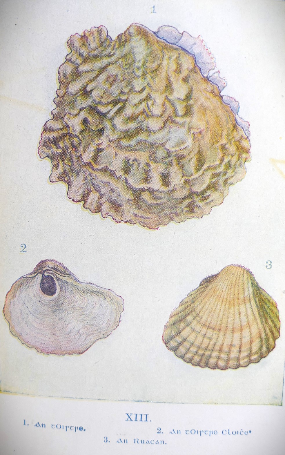Cladach na Fairrge -The Sea-Shore (1947) - Image 3
