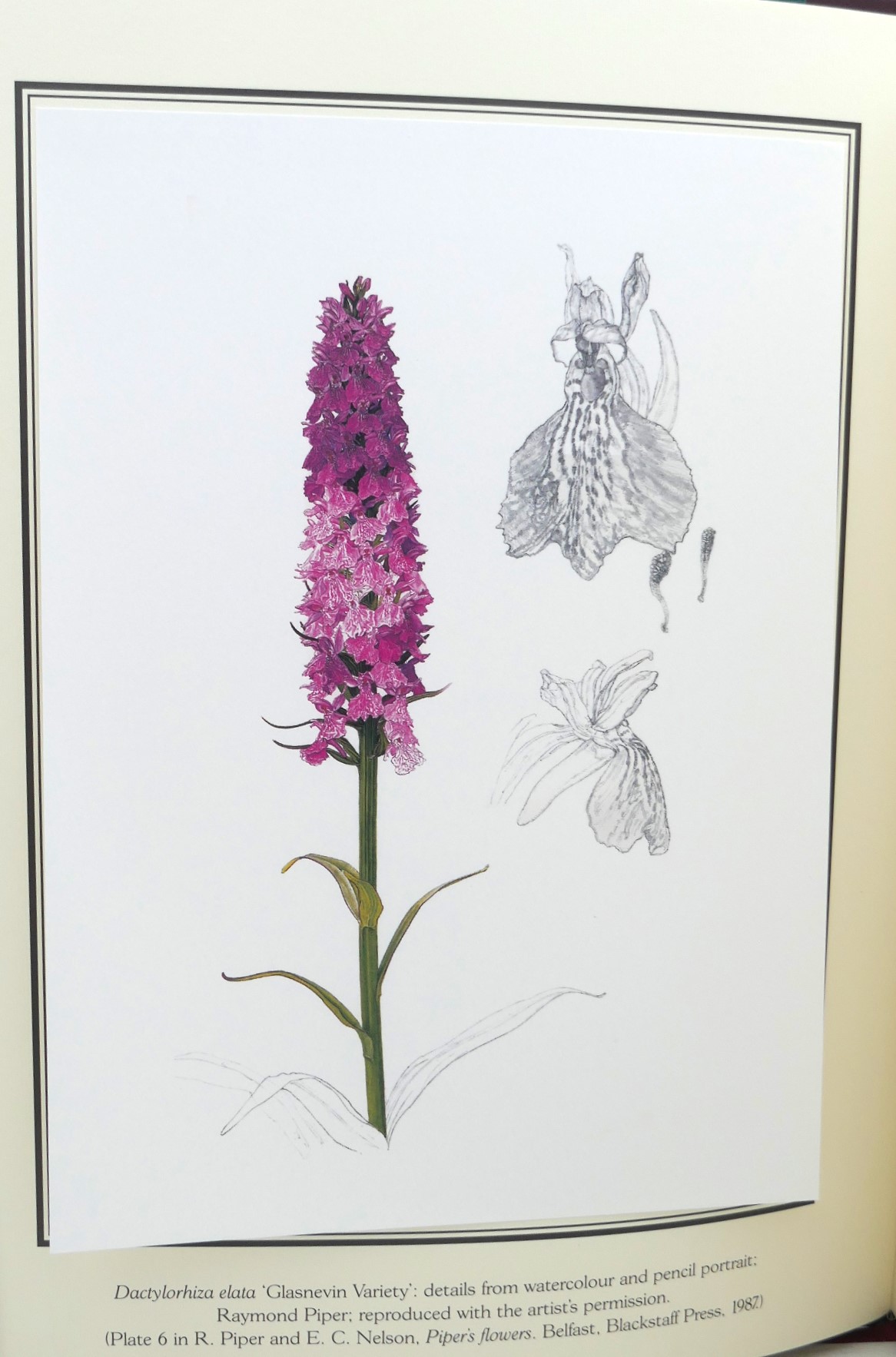 Orchids of Glasnevin. Limited Edition (2002) - Image 5