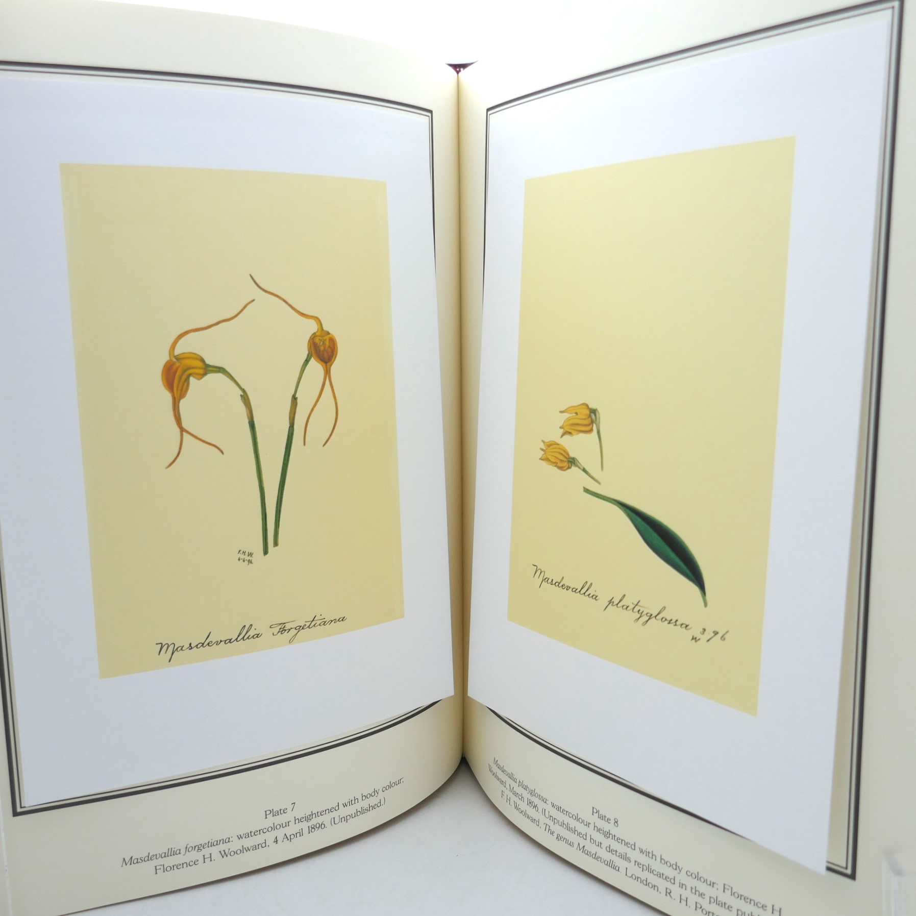 Orchids of Glasnevin. Limited Edition (2002) - Image 6