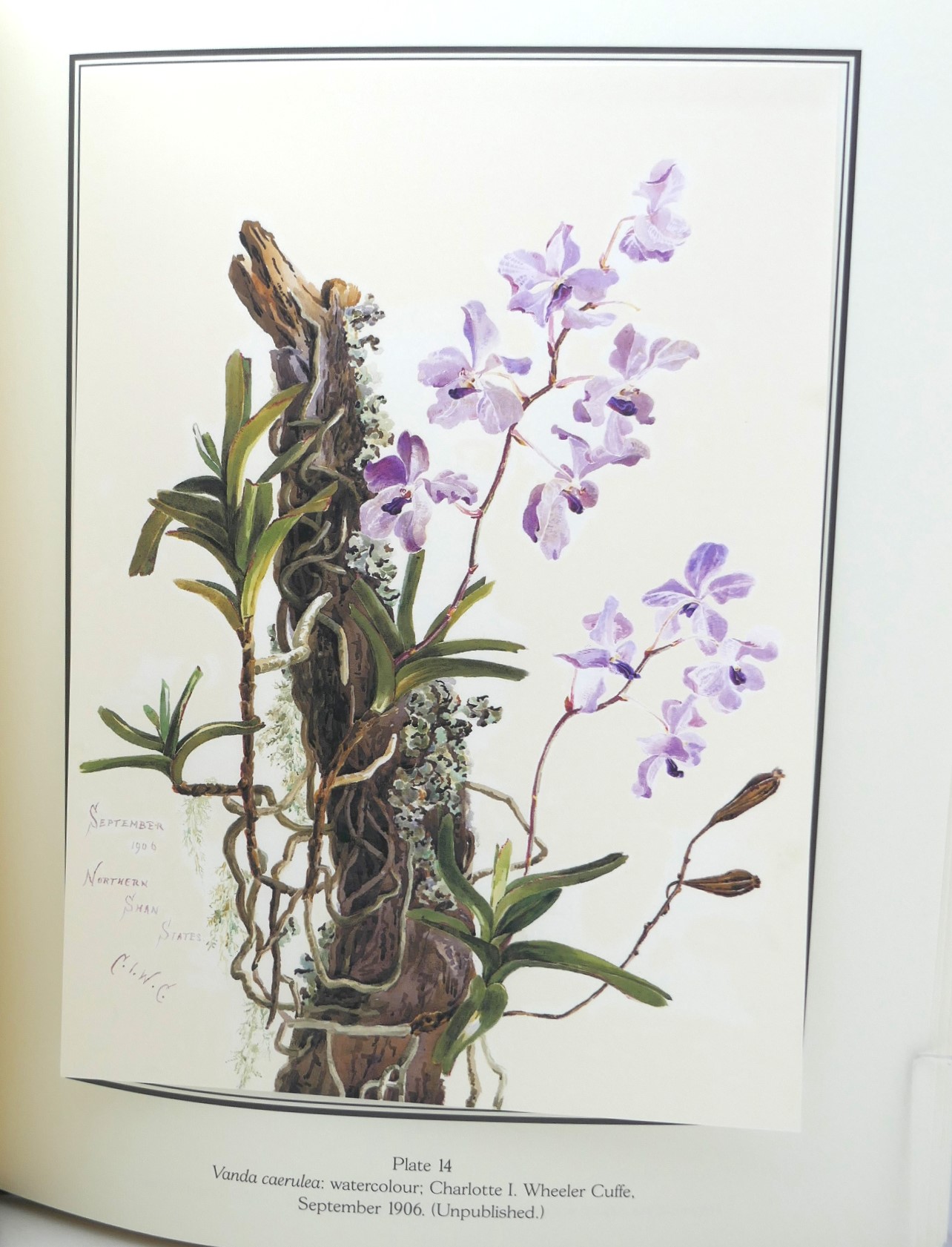 Orchids of Glasnevin. Limited Edition (2002) - Image 7