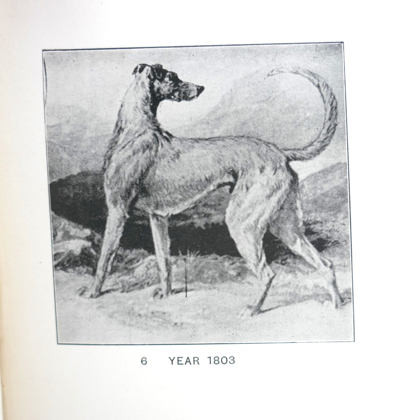 The History of The Irish Wolfdog (1897) - Image 6