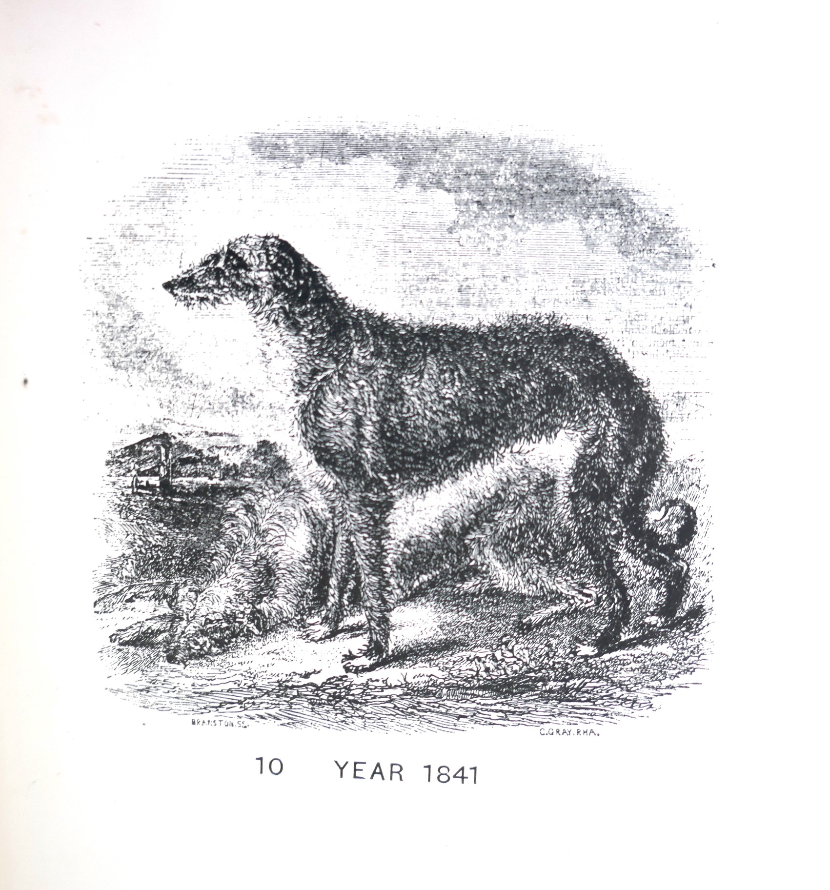The History of The Irish Wolfdog (1897) - Image 7