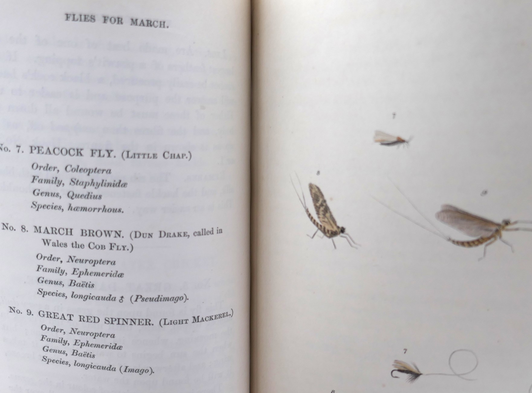 The Fly-Fisher's Entomology (1862) - Image 6