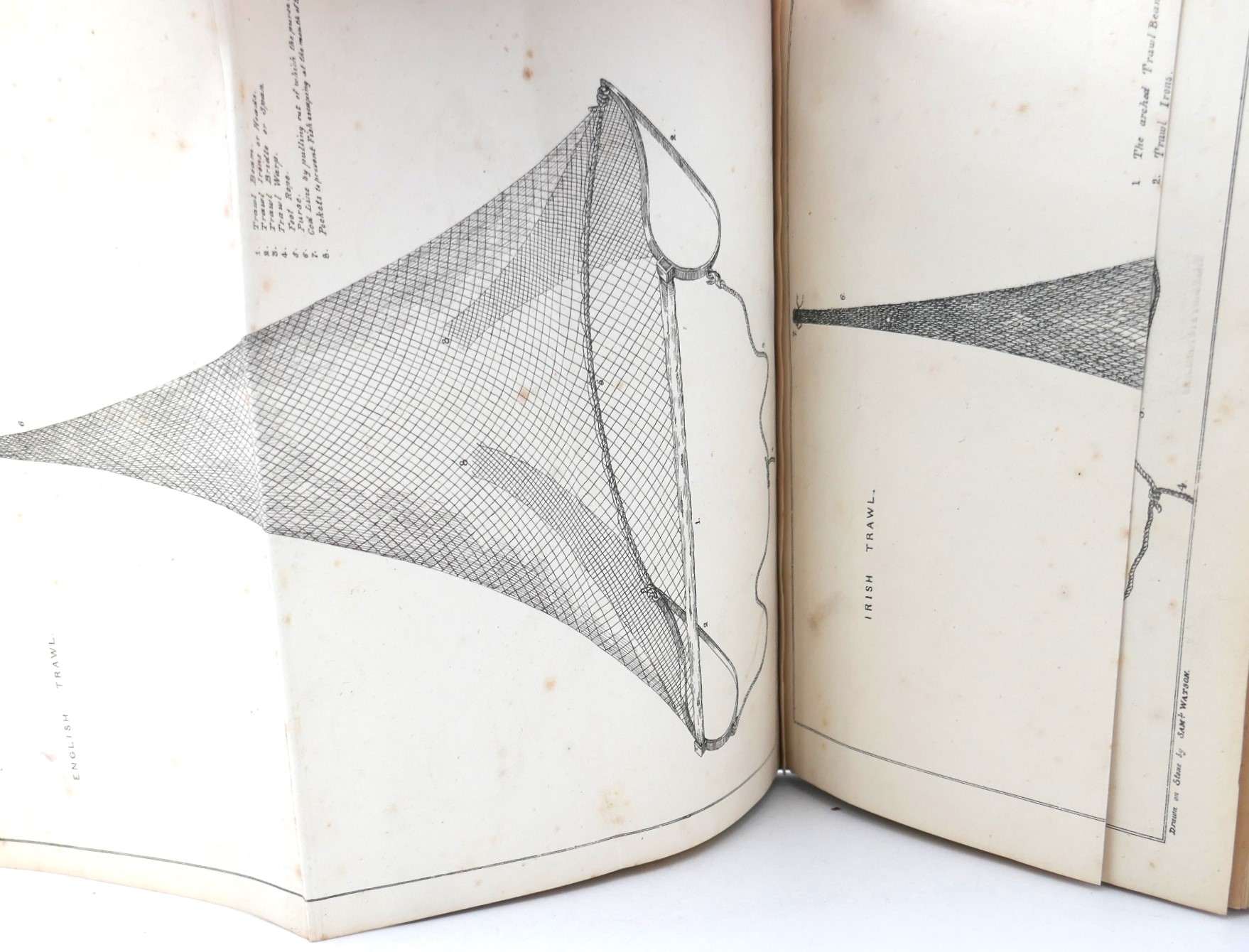 The Deep Sea and Coast Fisheries of Ireland (1848) - Image 5