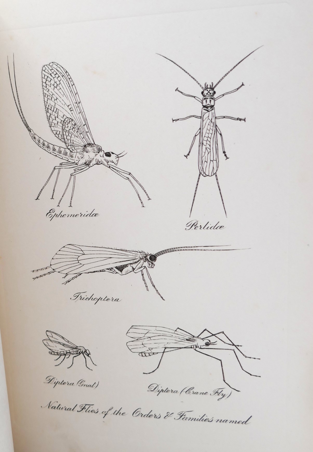 Brook and River Trouting (1916) - Image 3