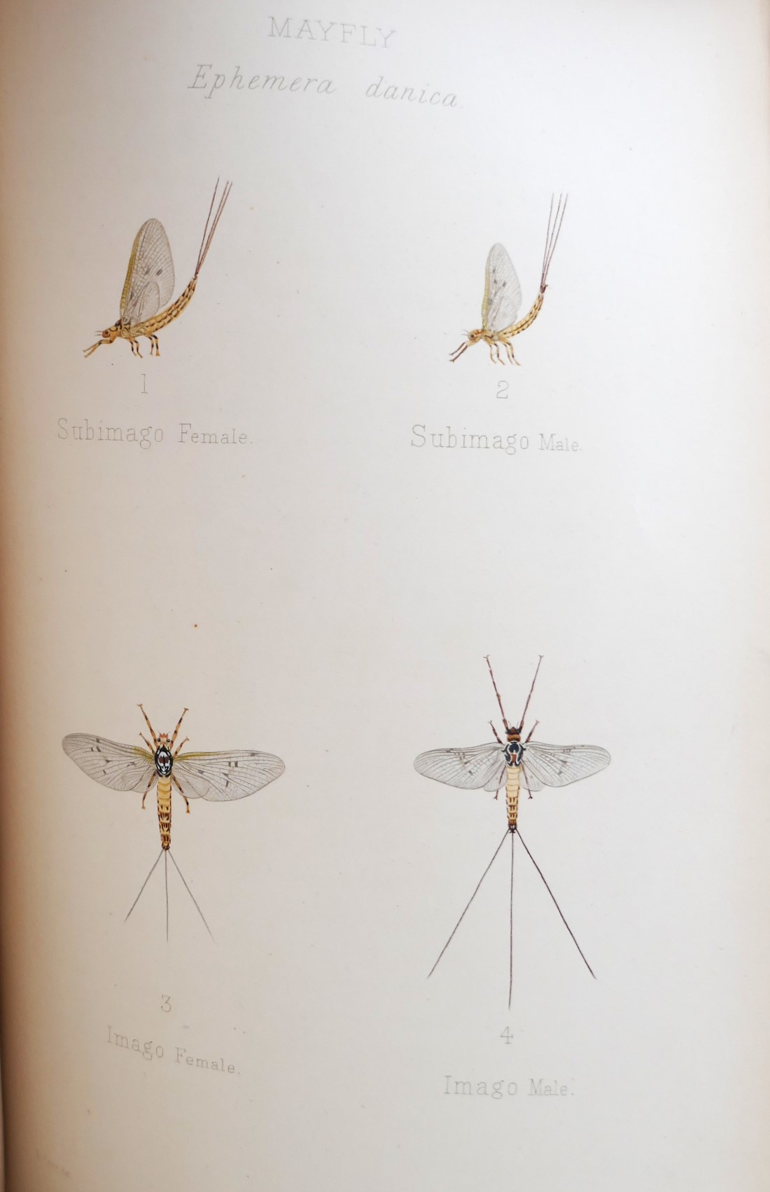 Dry-Fly Fishing In Theory and Practice (1889) - Image 6