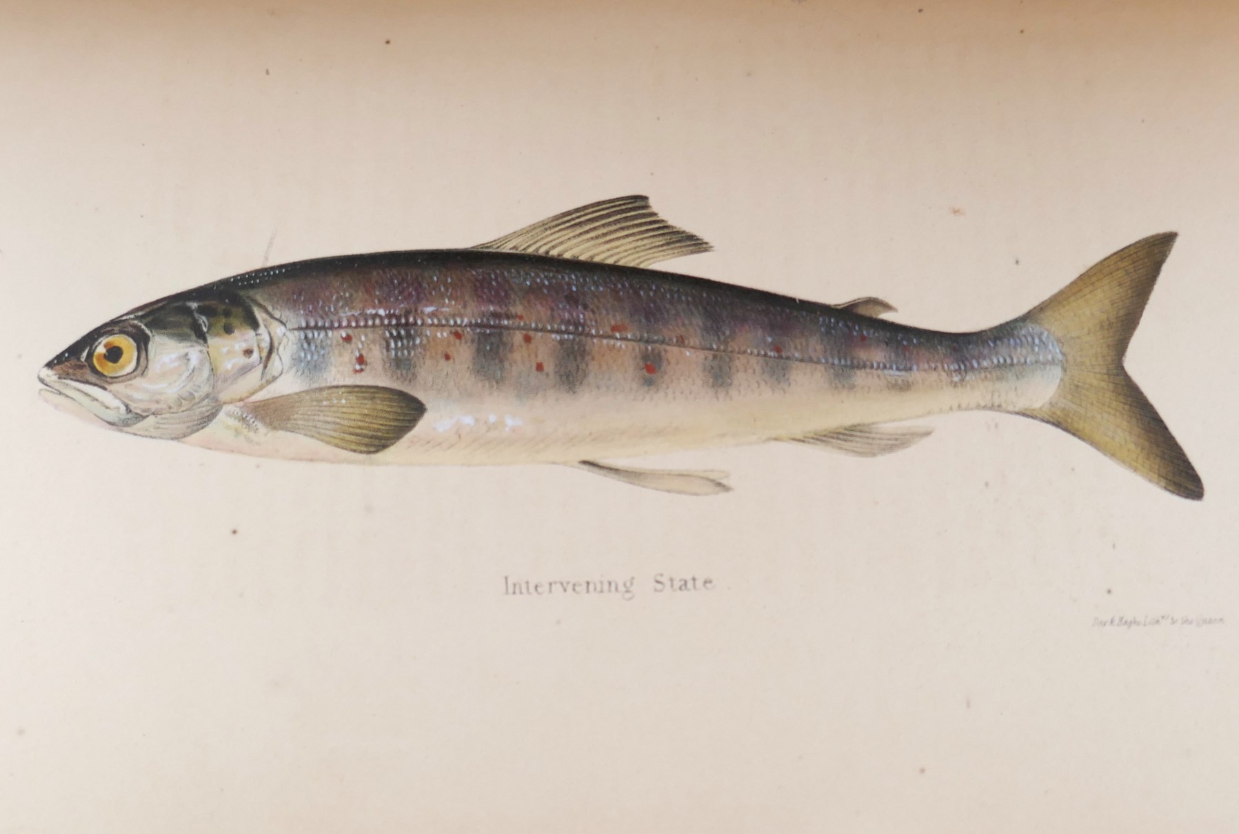 Days and Nights of Salmon Fishing in The Tweed (1843) - Image 7