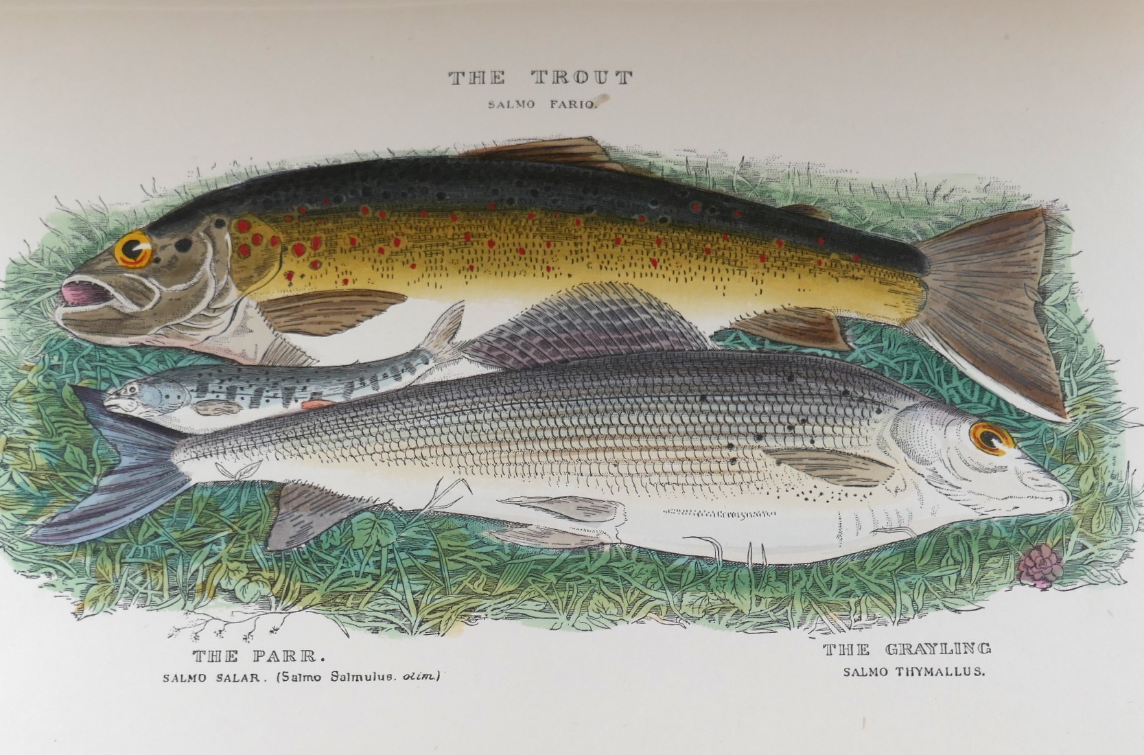 The Fly-Fisher's Entomology. Edition de Luxe (1913) - Image 7
