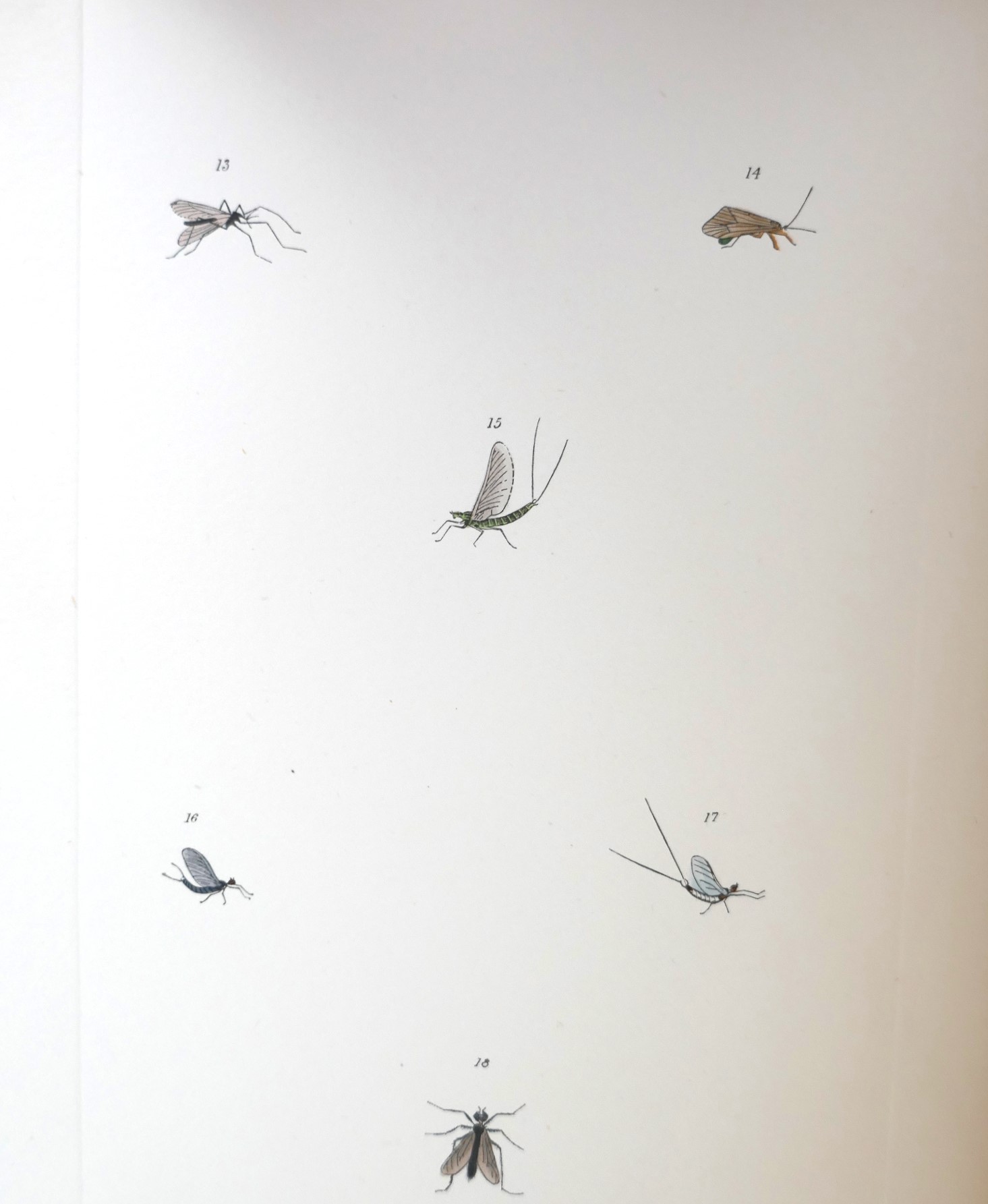The Fly-Fisher's Entomology. Edition de Luxe (1913) - Image 8