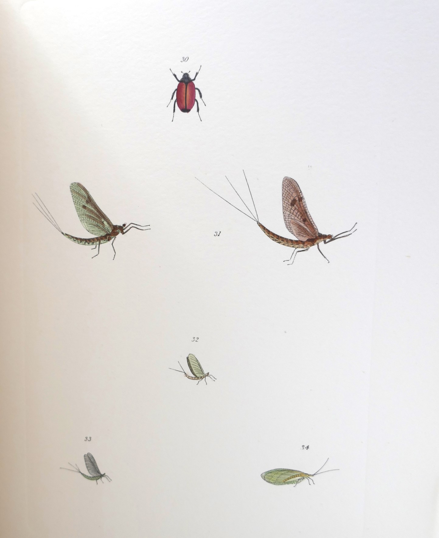 The Fly-Fisher's Entomology. Edition de Luxe (1913) - Image 9