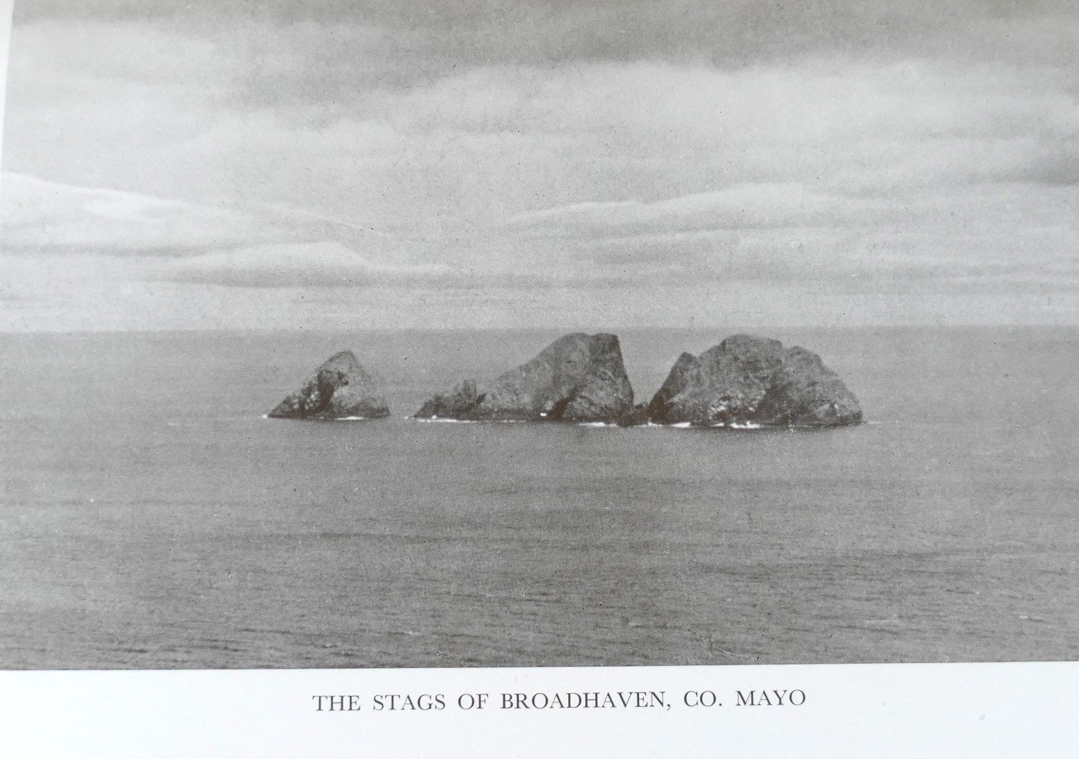 The Birds of Ireland. Their Migrations and Habits (1954) - Image 4