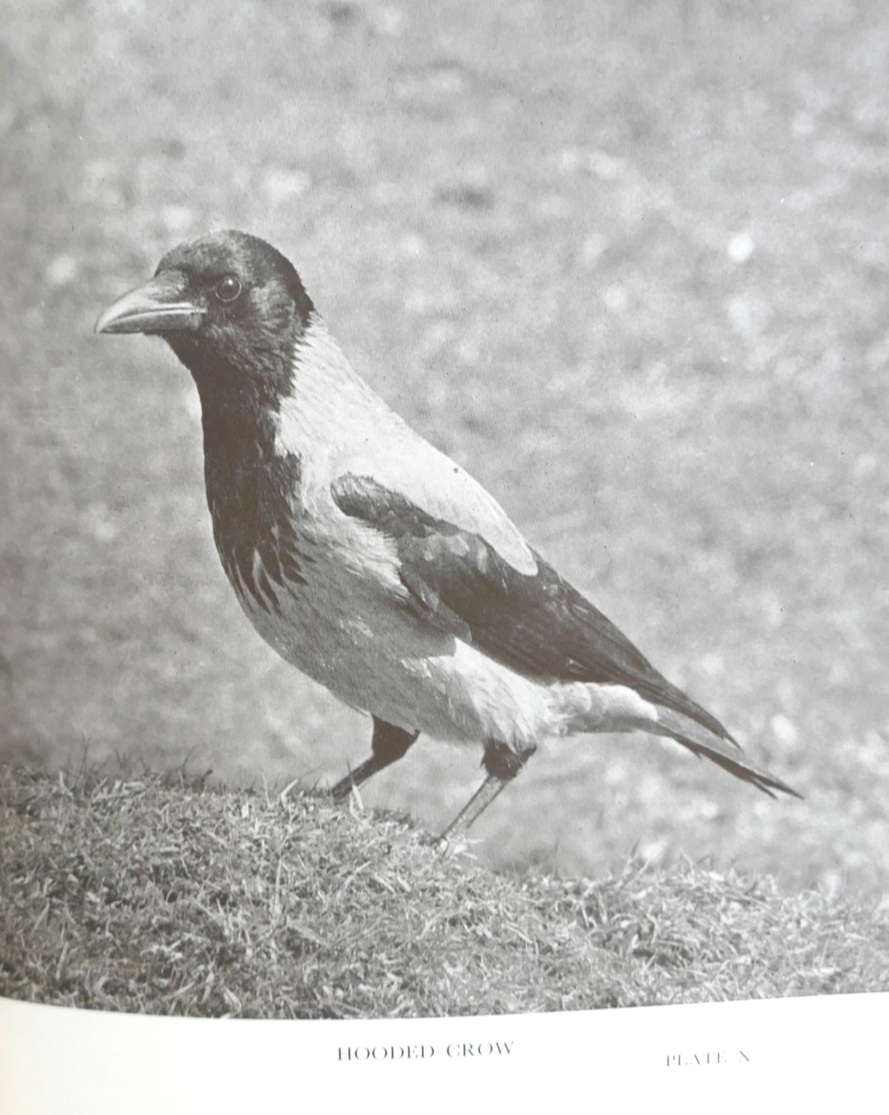 The Birds of Ireland. Their Migrations and Habits (1954) - Image 6